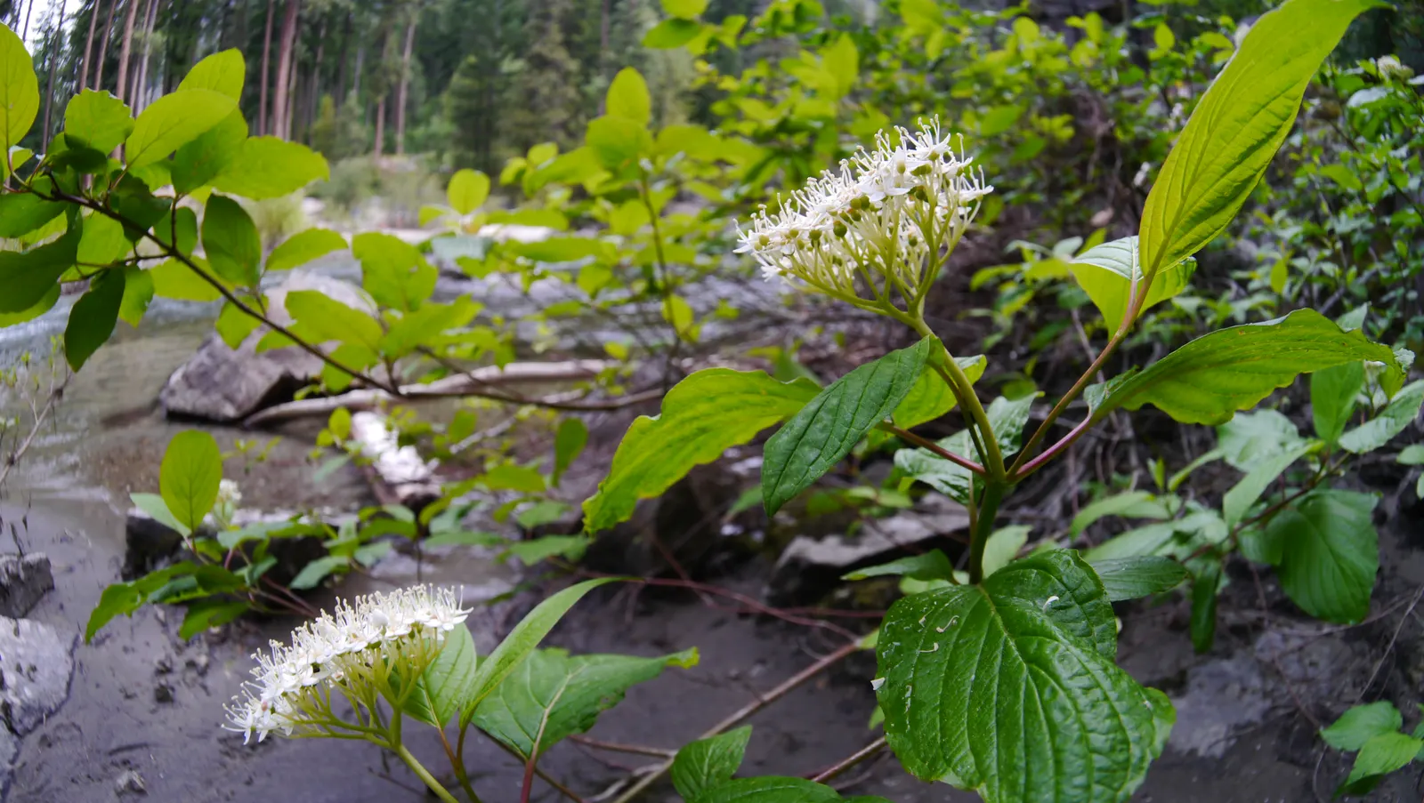 Redtwig Or Red-Osier, Creek Dogwood (Cornus sericea 'Baileyi') — and a fall foliage of purplish-red; making it a suitable candidate for planting along creek