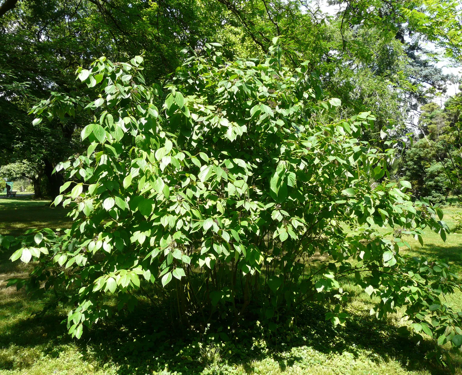 Redtwig Or Red-Osier, Creek Dogwood (Cornus sericea 'Baileyi') — Growing 6-9 ft tall and wide; it flaunts white spring blooms, image 53