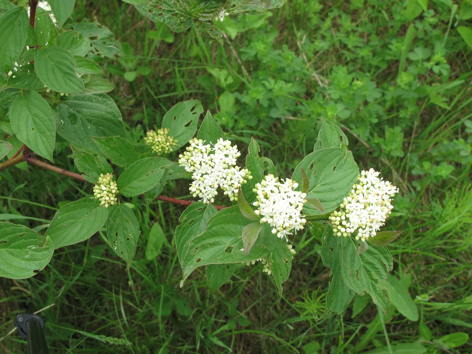 Redtwig Or Red-Osier, Creek Dogwood (Cornus sericea 'Baileyi') — this cultivar adorns the garden with clusters of dainty white flowers; a feature that
