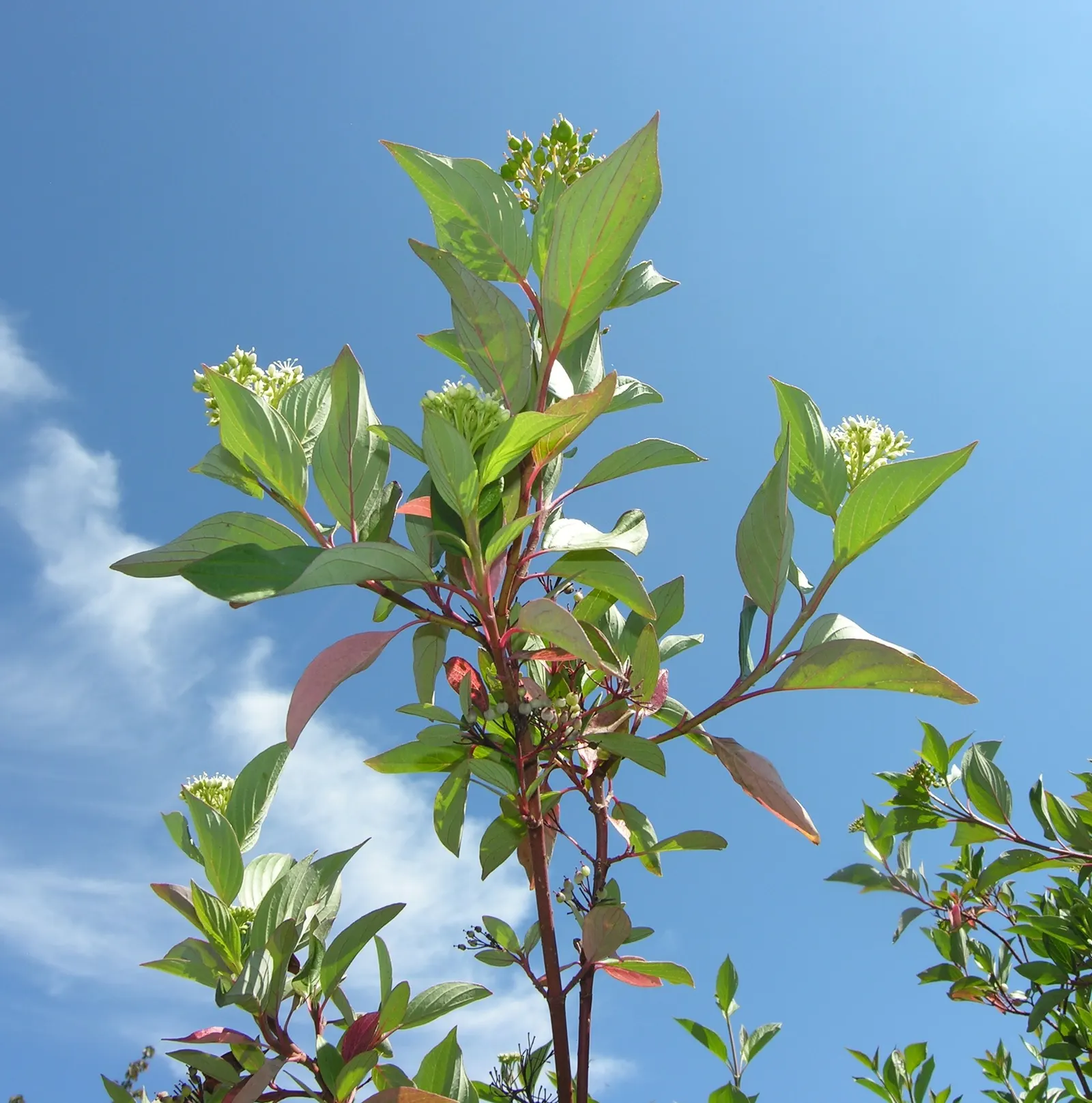 Redtwig Or Red-Osier, Creek Dogwood (Cornus sericea 'Baileyi') — ensuring a bountiful display of the characteristic red bark.<br><br>Resistant to many pests