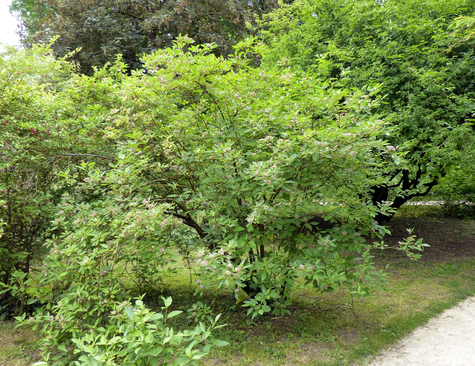 Redtwig Or Red-Osier, Creek Dogwood (Cornus sericea 'Baileyi') — making it a suitable candidate for planting along creek banks or in water-rich garden