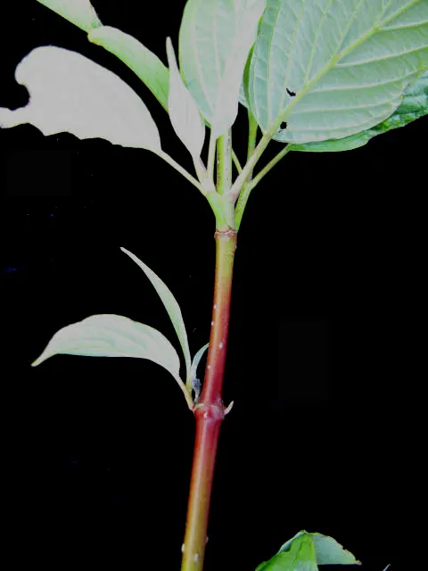 Redtwig Or Red-Osier, Creek Dogwood (Cornus sericea 'Baileyi') — Standing at a mature height of 6 to 9 feet with a spread of 7 to 10 feet; commonly referred to