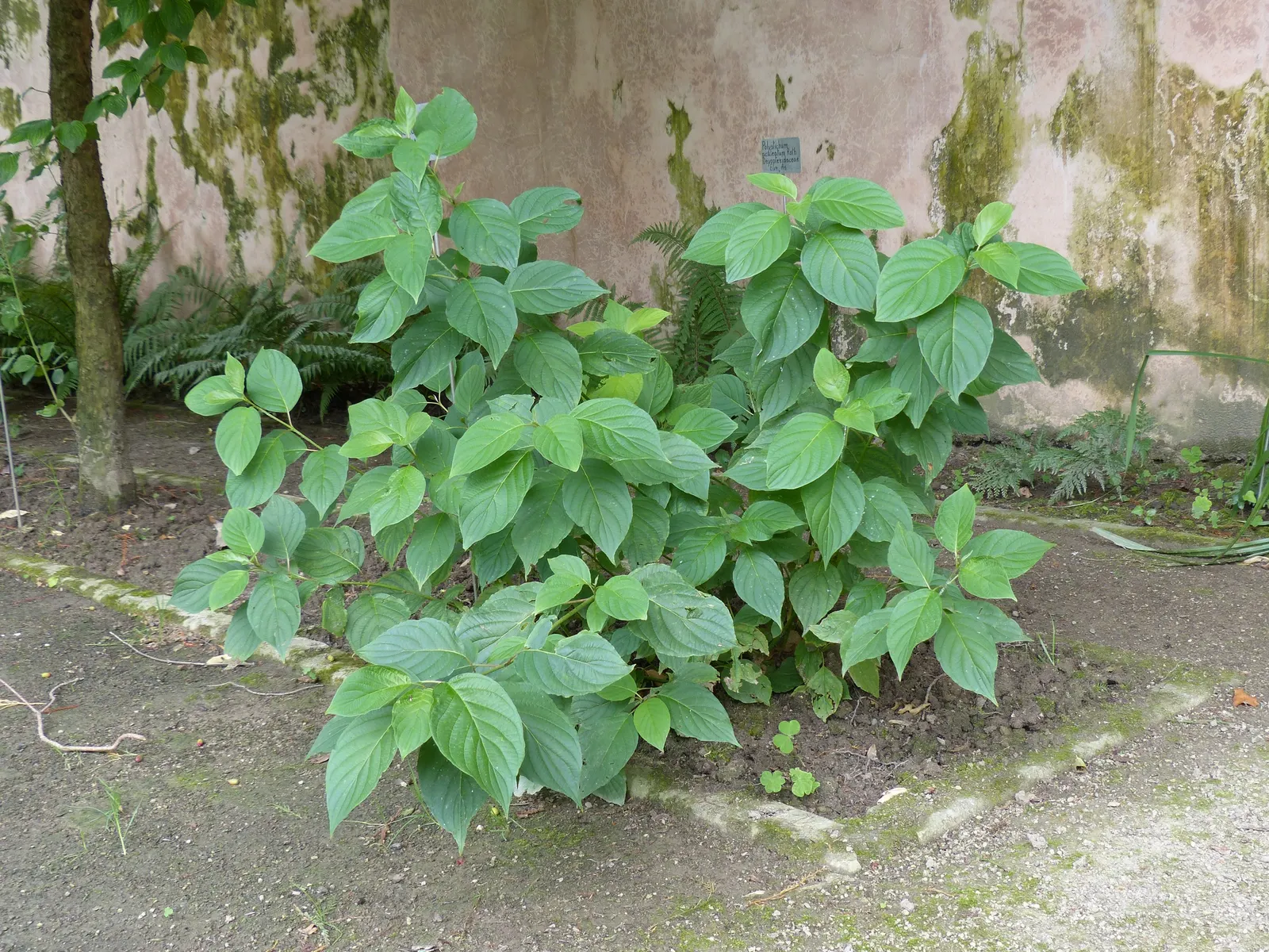 Redtwig Or Red-Osier, Creek Dogwood (Cornus sericea 'Baileyi') — it is a low-maintenance choice for public and residential areas; this hardy plant thrives in