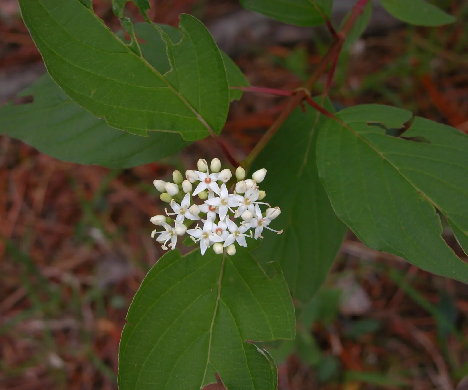 Redtwig Or Red-Osier, Creek Dogwood (Cornus sericea 'Baileyi') — which give way to bluish-white fruit attractive to birds and wildlife come late summer to fall