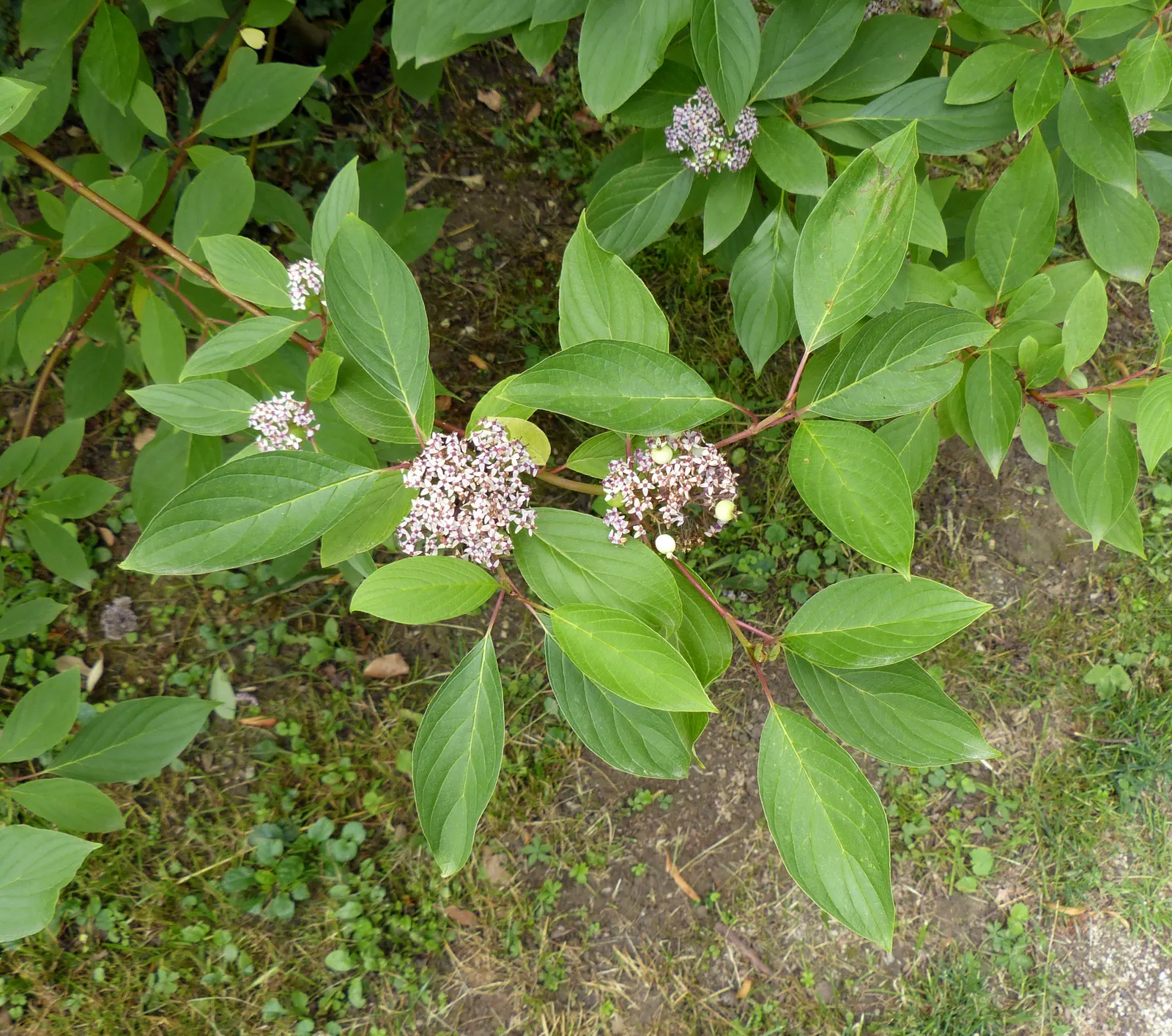 Redtwig Or Red-Osier, Creek Dogwood (Cornus sericea 'Baileyi') — removing about a quarter to a third of the old stems in late winter or early spring; the
