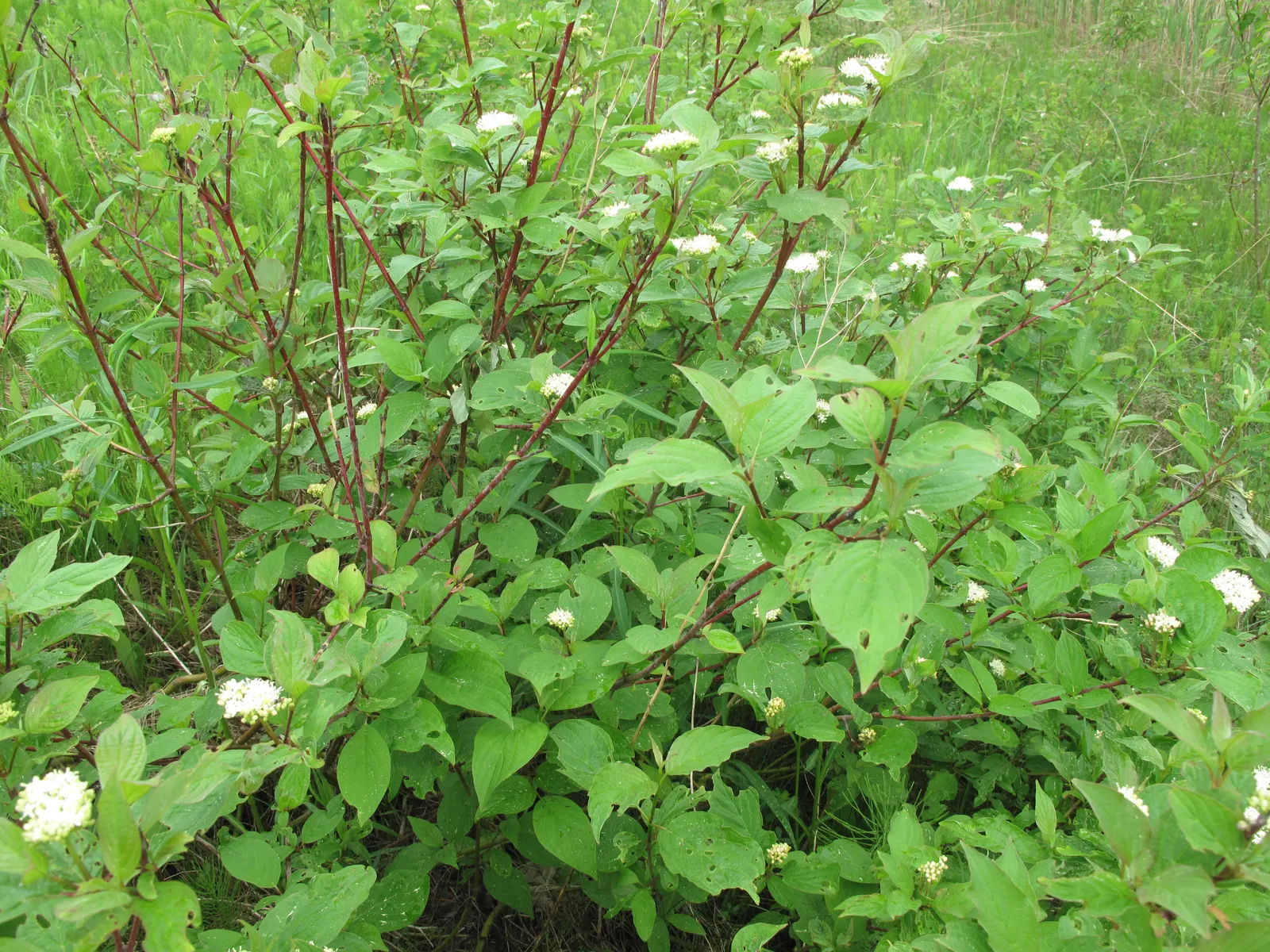 Redtwig Or Red-Osier, Creek Dogwood (Cornus sericea 'Baileyi') — Ideal for USDA hardiness zones 2 through 8; ensuring a bountiful display of the characteristic