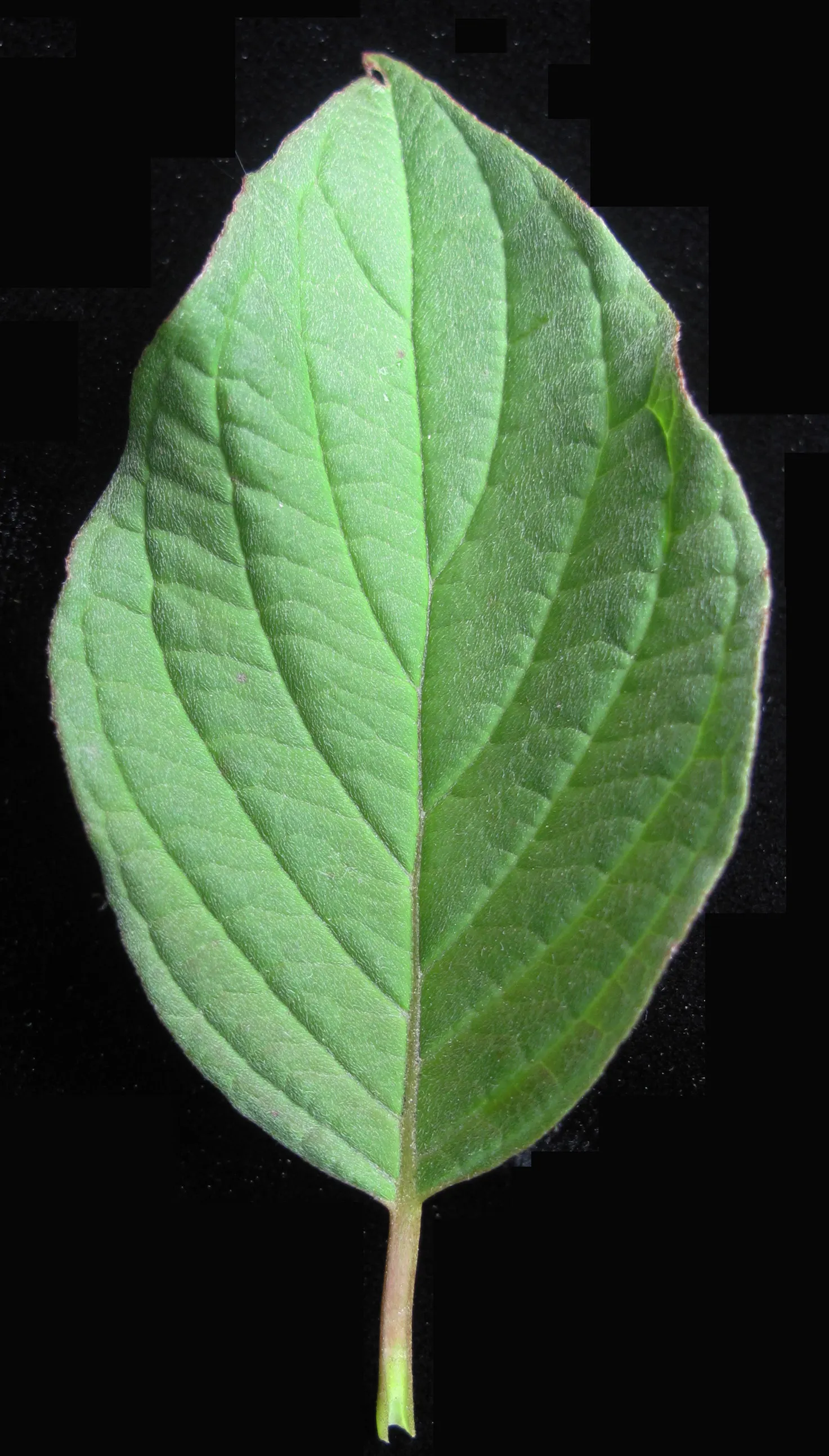 Redtwig Or Red-Osier, Creek Dogwood (Cornus sericea 'Baileyi') — shrub / tree with white blooms; adding a seasonal splash of color.<br><br>The 'Baileyi' is
