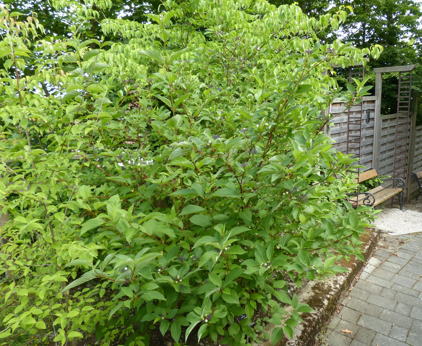 Redtwig Or Red-Osier, Creek Dogwood (Cornus sericea 'Baileyi') — This practice stimulates new growth