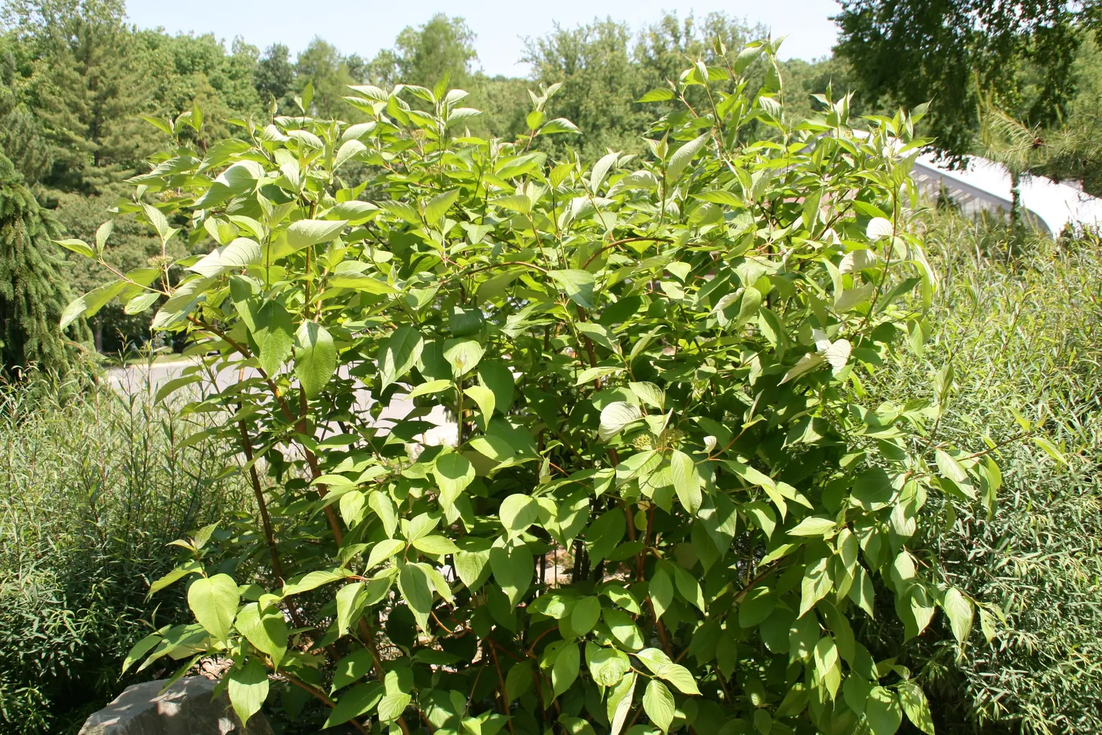 Redtwig Or Red-Osier, Creek Dogwood (Cornus sericea 'Baileyi') — Growing 6-9 ft tall and wide; it flaunts white spring blooms