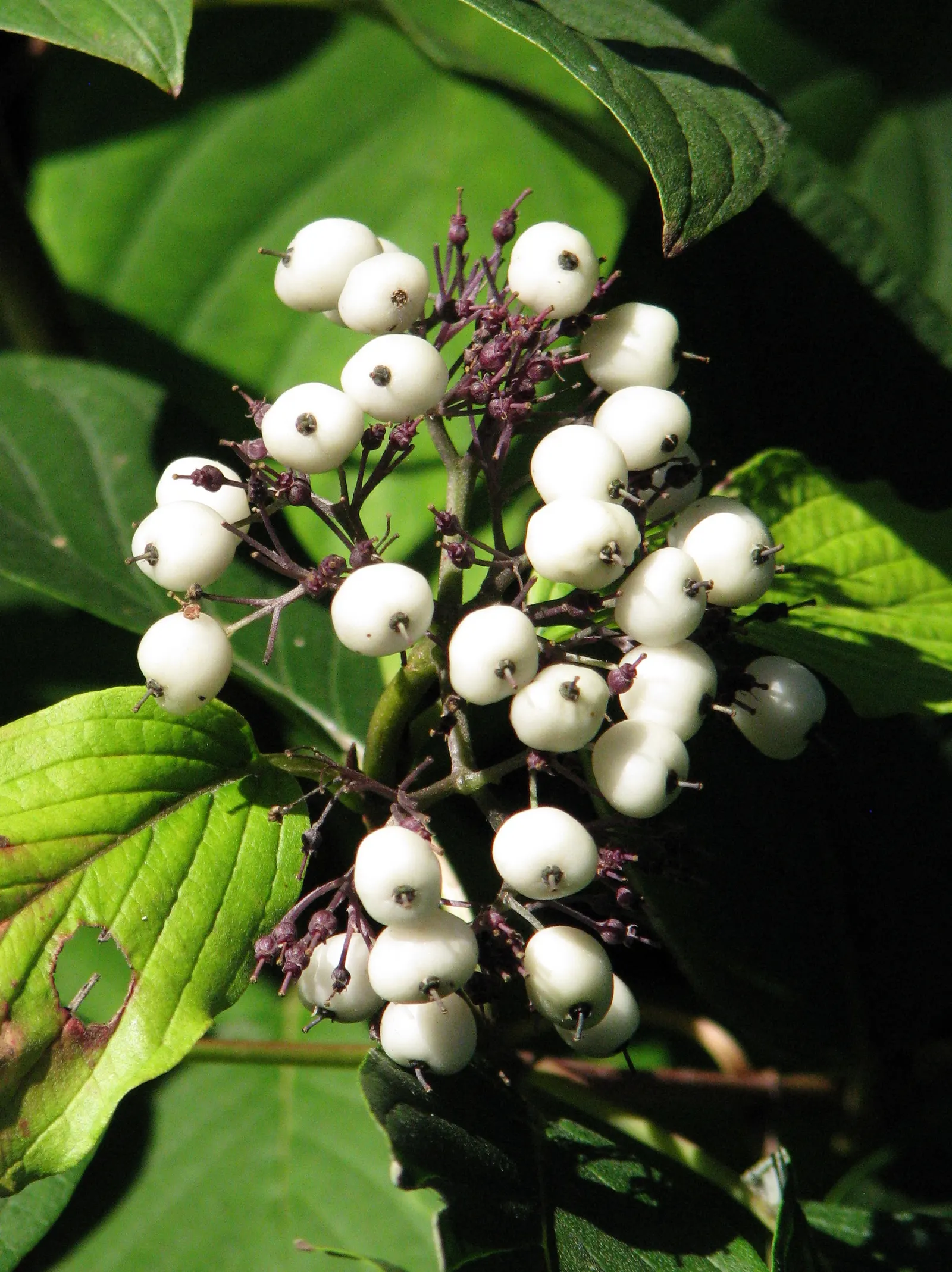 Redtwig Or Red-Osier, Creek Dogwood (Cornus sericea 'Baileyi') — this hardy plant thrives in USDA zones 3-8