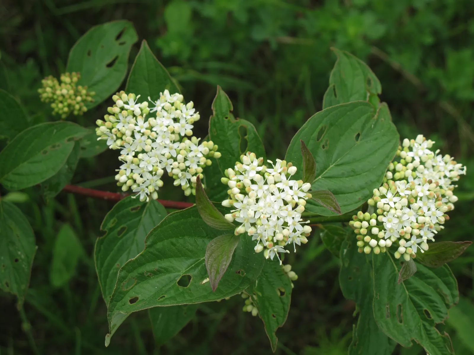 Redtwig Or Red-Osier, Creek Dogwood (Cornus sericea 'Baileyi') — it flaunts white spring blooms; shrub / tree with white blooms, image 56