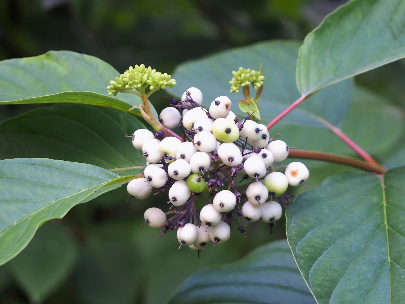 Redtwig Or Red-Osier, Creek Dogwood (Cornus sericea 'Baileyi') — it is a low-maintenance choice for public and residential areas