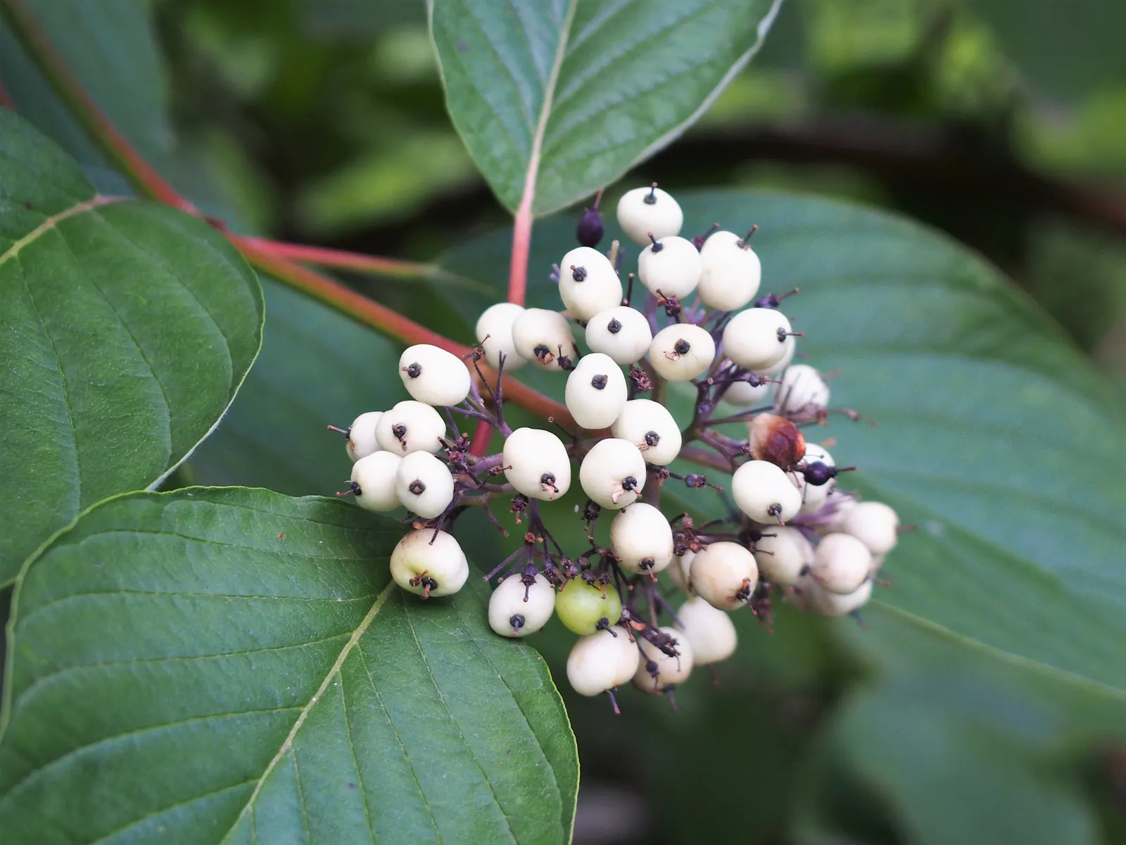 Redtwig Or Red-Osier, Creek Dogwood (Cornus sericea 'Baileyi') — preferring full sun to partial shade and moist