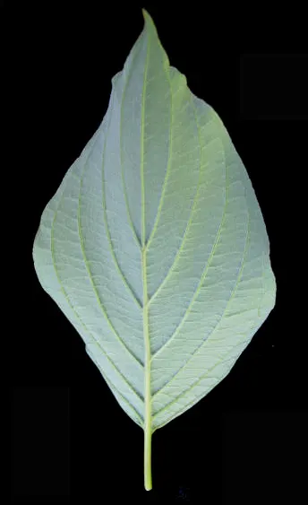 Redtwig Or Red-Osier, Creek Dogwood (Cornus sericea 'Baileyi') — adding a seasonal splash of color.<br><br>The 'Baileyi' is recognized for its, image 42