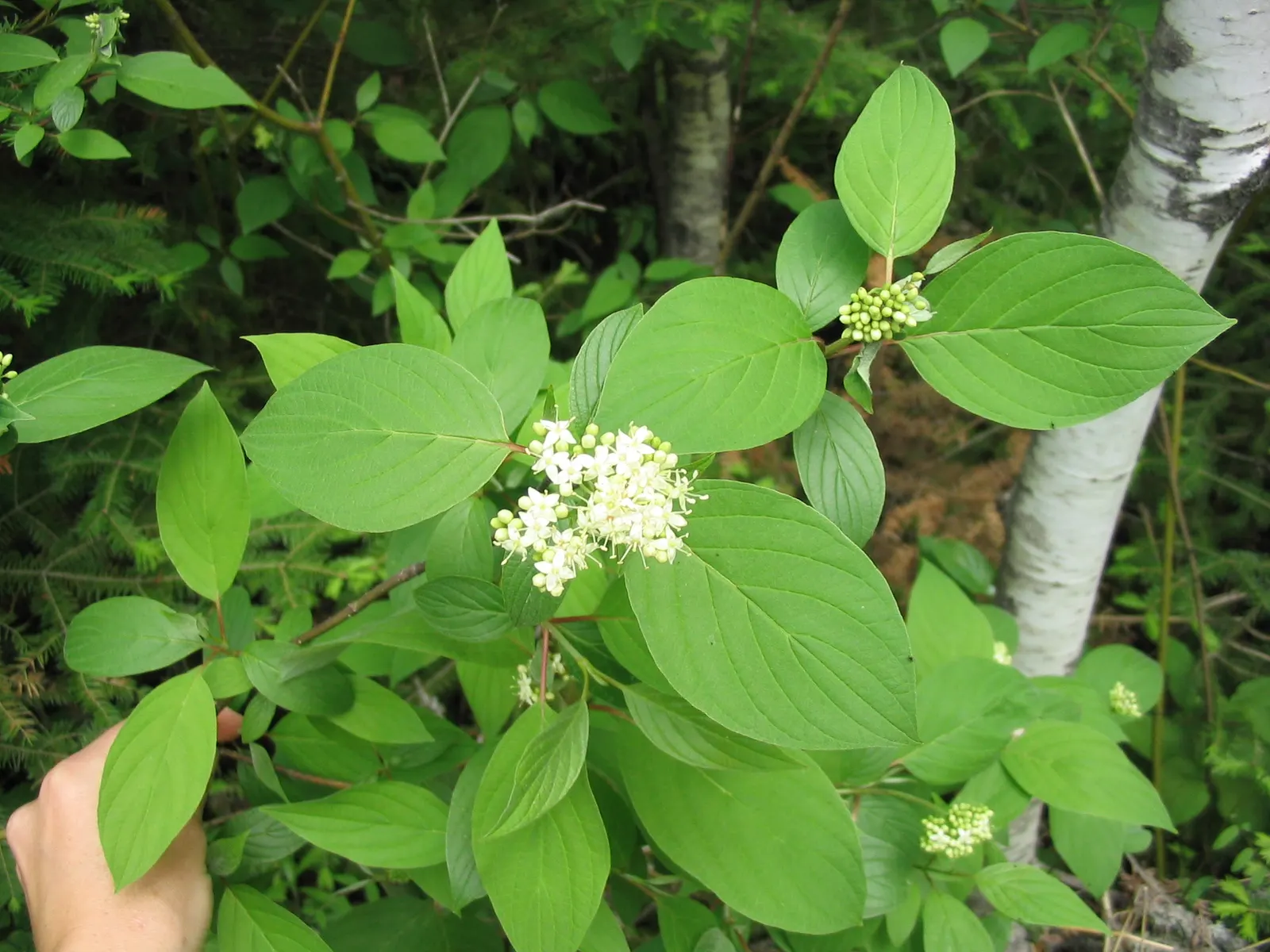 Redtwig Or Red-Osier, Creek Dogwood (Cornus sericea 'Baileyi') — it thrives in full sun to part shade and prefers moist; preferring full sun to, image 64