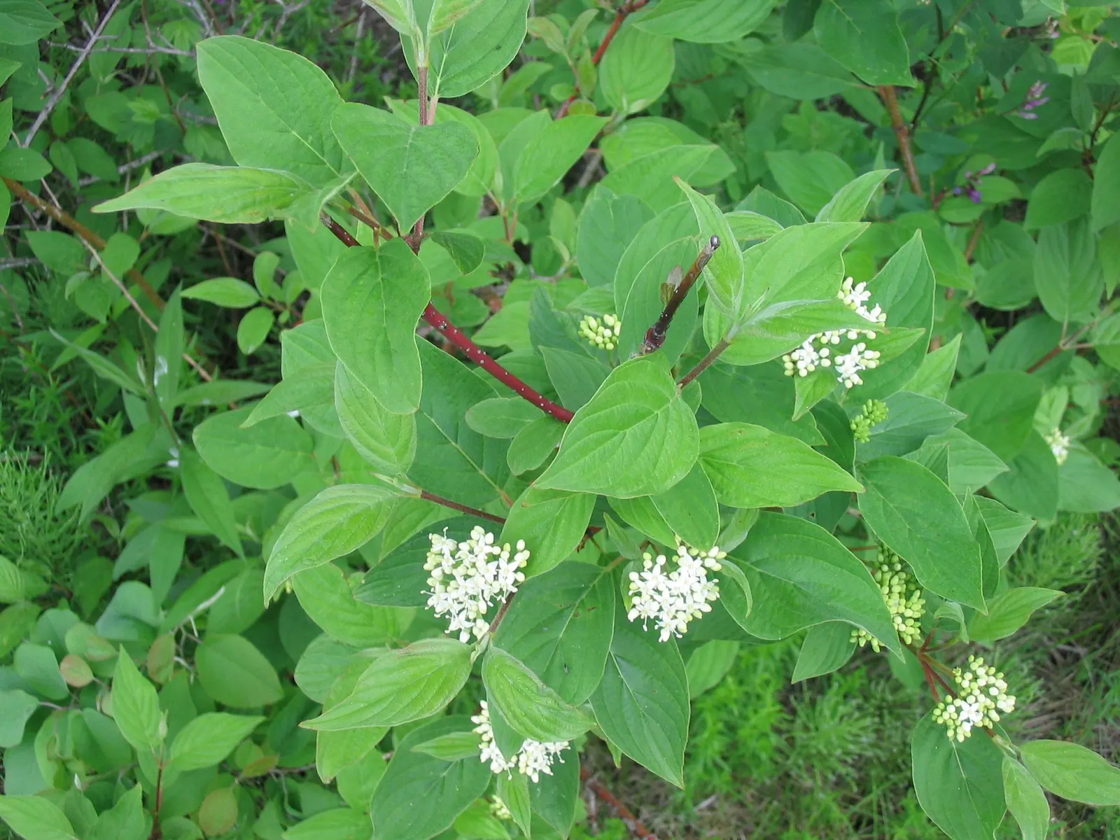 Redtwig Or Red-Osier, Creek Dogwood (Cornus sericea 'Baileyi') — Ideal for USDA hardiness zones 2 through 8; ensuring a bountiful display of the, image 63