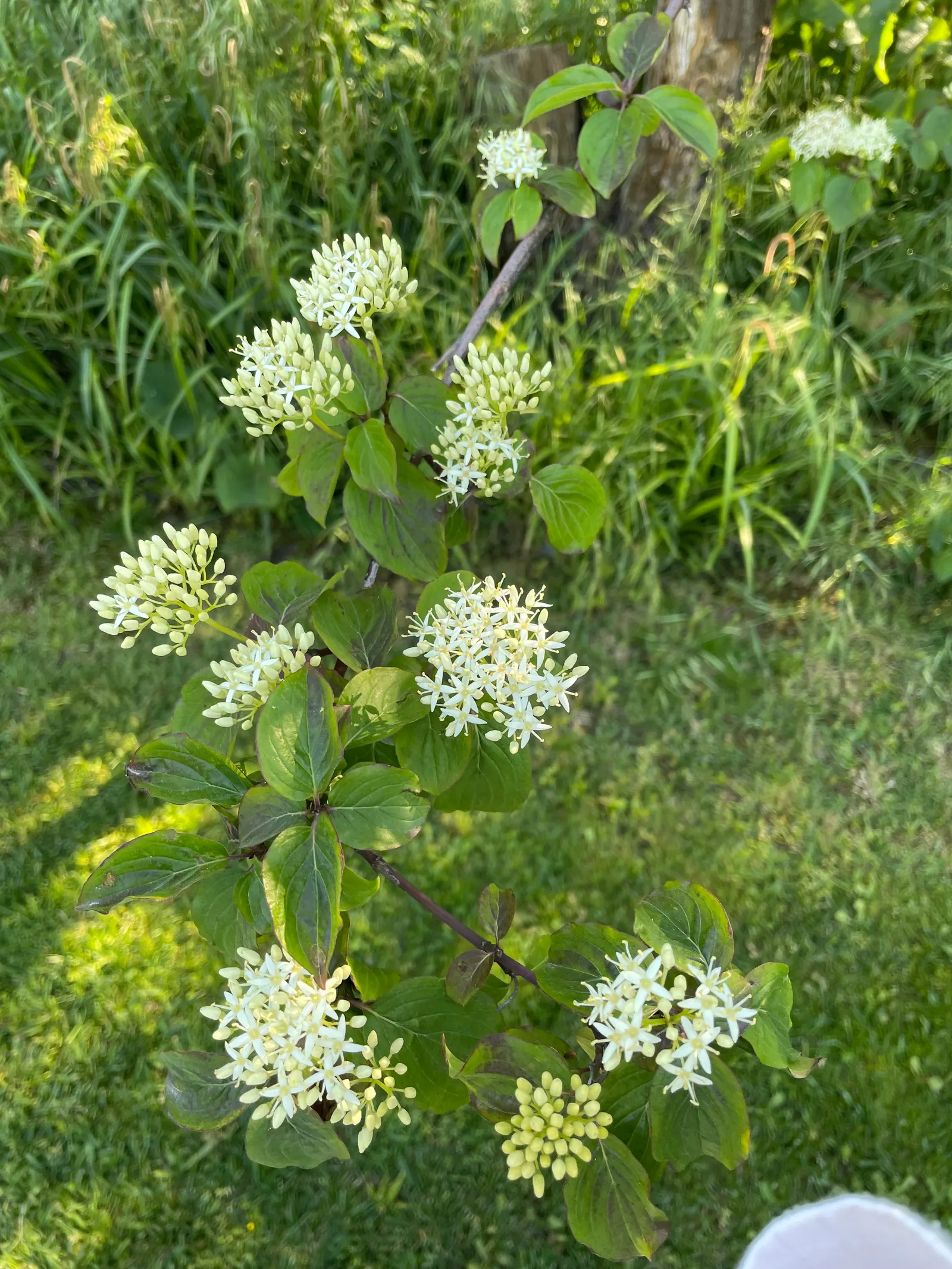 Redtwig Or Red-Osier, Creek Dogwood (Cornus sericea 'Baileyi') — it flaunts white spring blooms; shrub / tree with white blooms