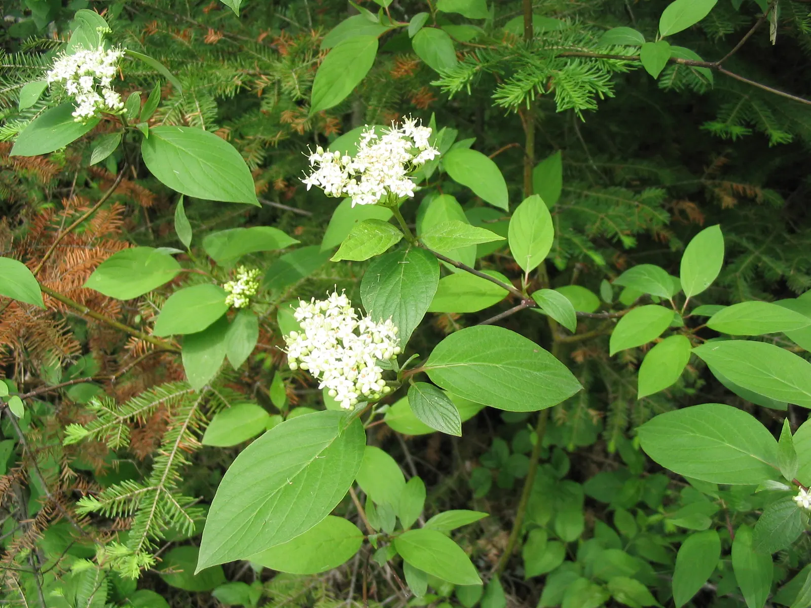 Redtwig Or Red-Osier, Creek Dogwood (Cornus sericea 'Baileyi') — this cultivar adorns the garden with clusters of dainty white flowers; a feature, image 66