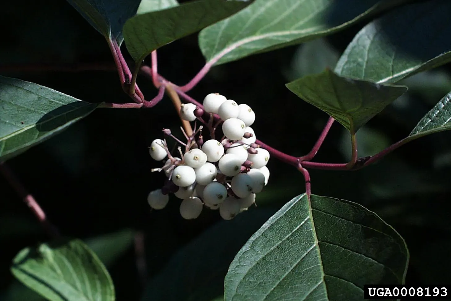 Redtwig Or Red-Osier, Creek Dogwood (Cornus sericea 'Baileyi') — Ideal for USDA hardiness zones 2 through 8