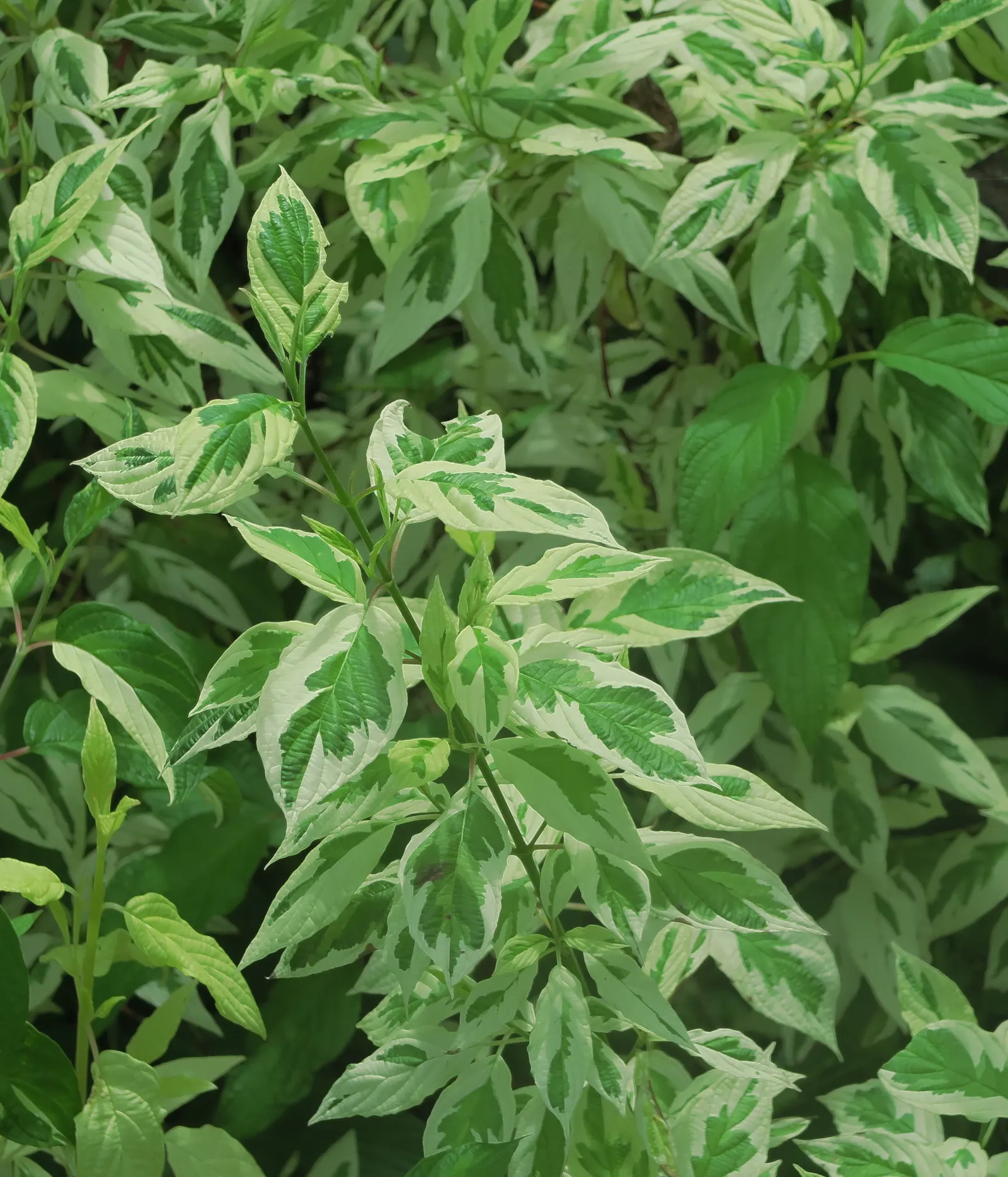 Redtwig Or Red-Osier, Creek Dogwood (Cornus sericea 'Baileyi') — For optimal stem color and plant vigor; annual pruning is recommended, image 70