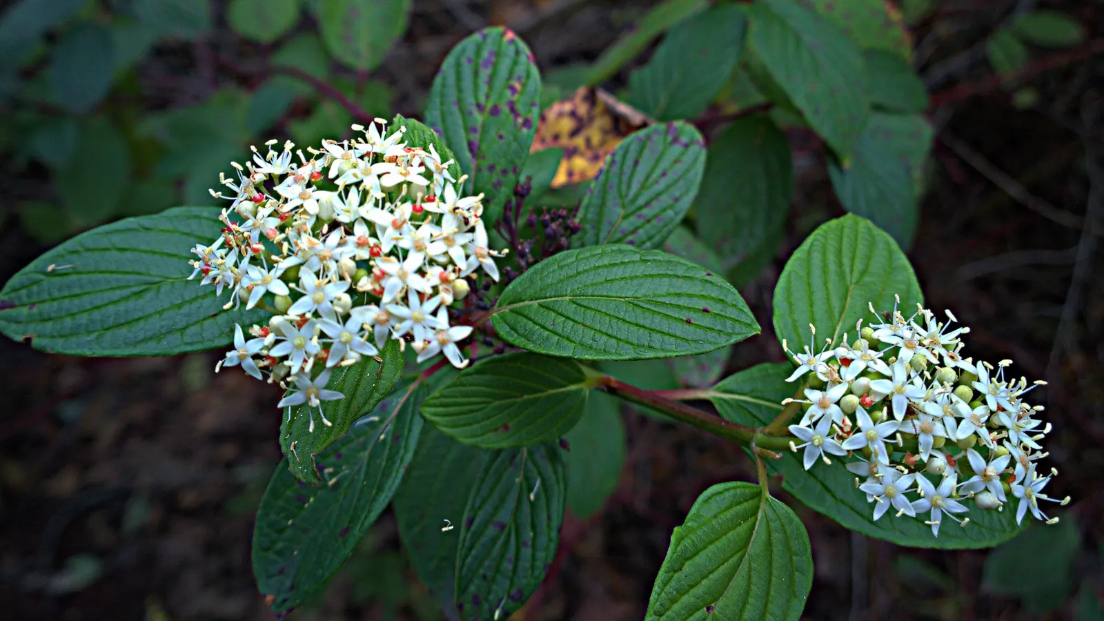 Redtwig Or Red-Osier, Creek Dogwood (Cornus sericea 'Baileyi') — making it a suitable candidate for planting along creek banks or in water-rich, image 65