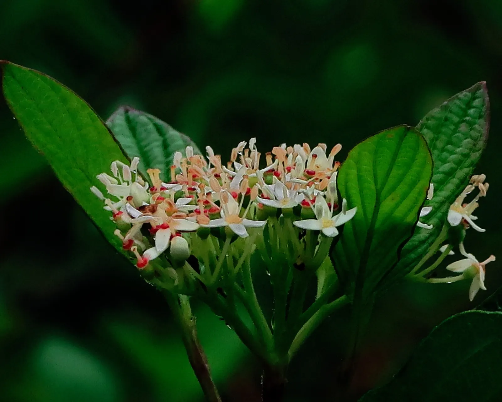 Redtwig Or Red-Osier, Creek Dogwood (Cornus sericea 'Baileyi') — commonly referred to as the Bailey Redtwig or Red-Osier Dogwood