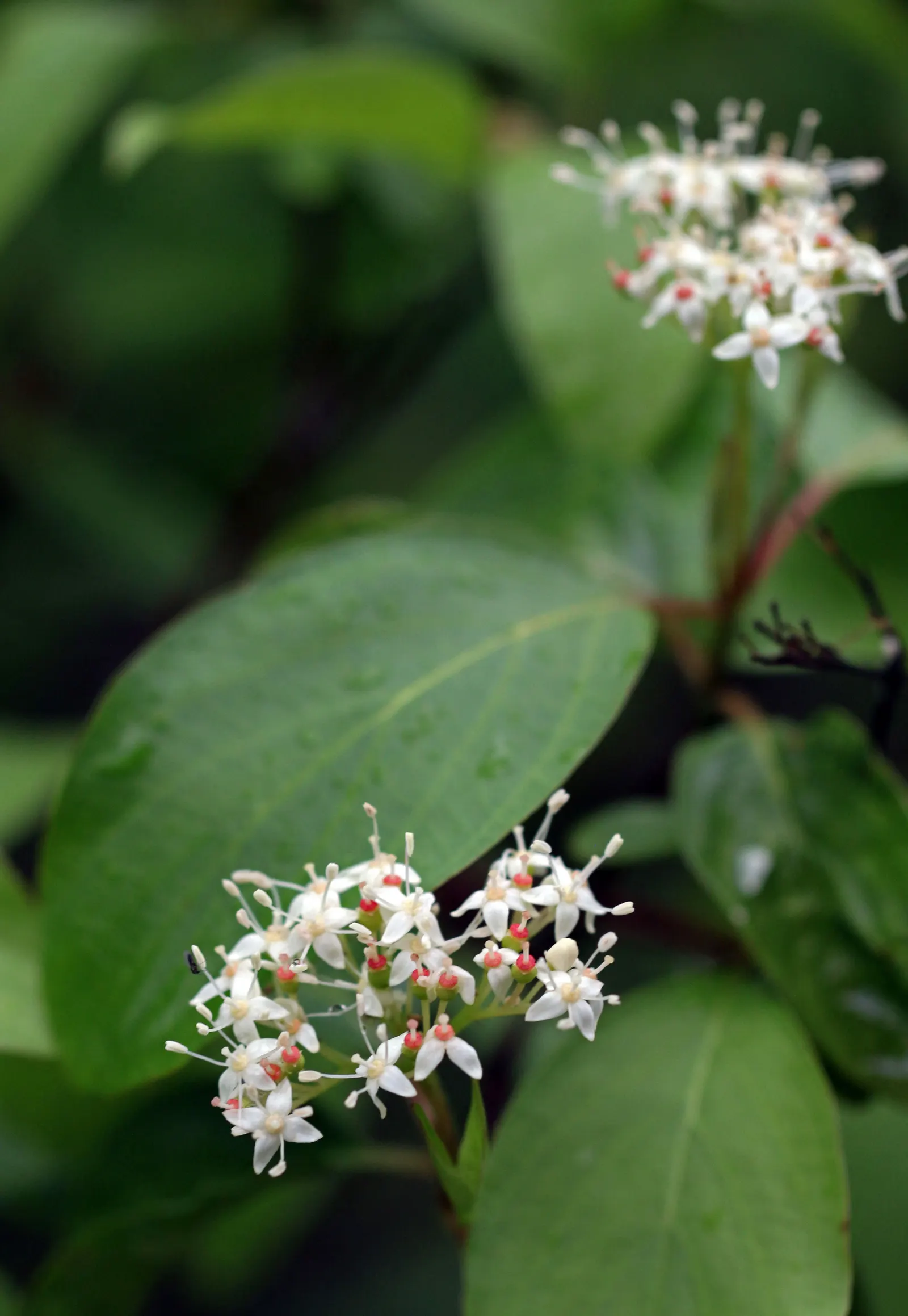 Redtwig Or Red-Osier, Creek Dogwood (Cornus sericea 'Baileyi') — Standing at a mature height of 6 to 9 feet with a spread of 7 to 10 feet