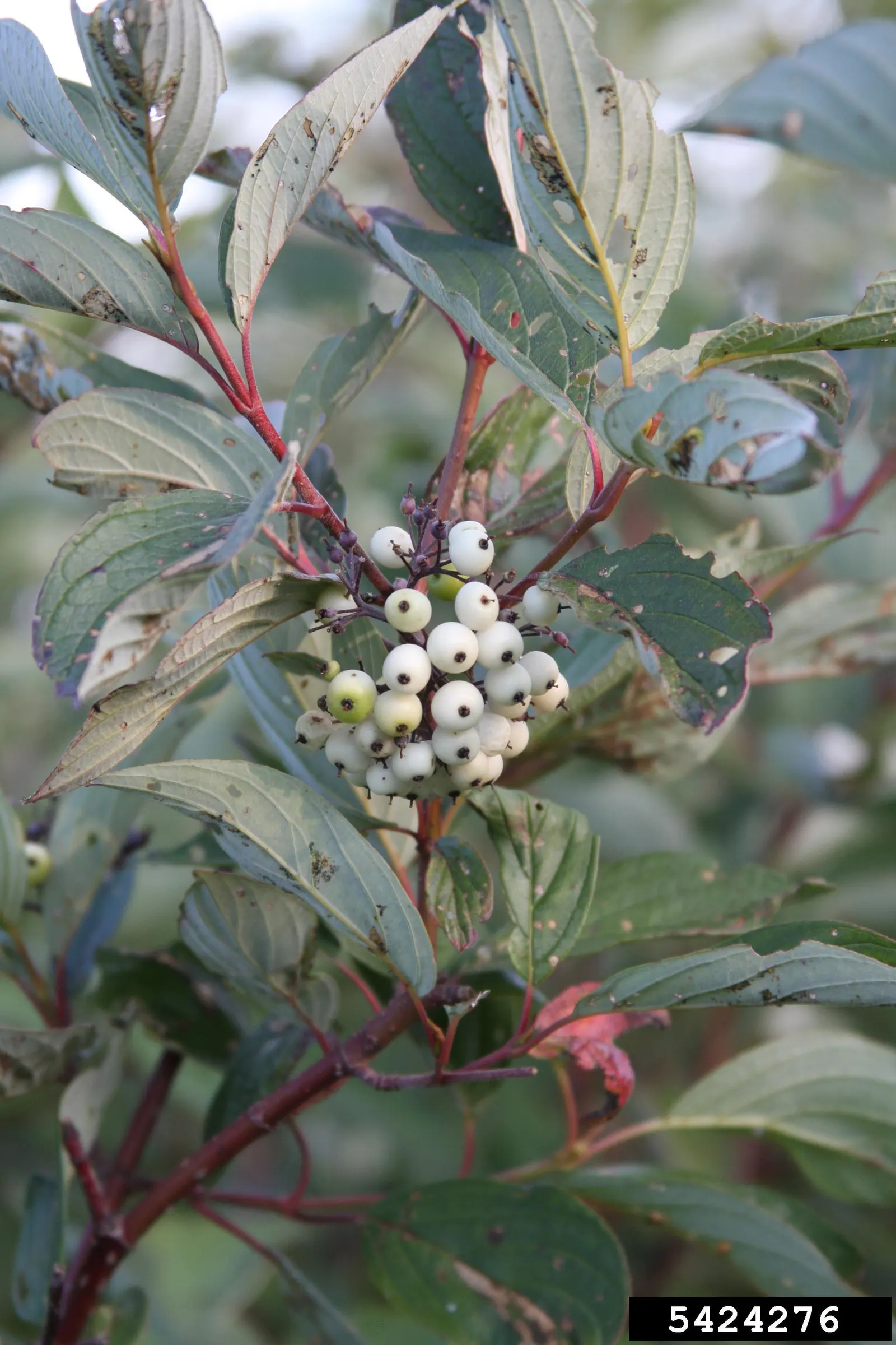 Redtwig Or Red-Osier, Creek Dogwood (Cornus sericea 'Baileyi') — annual pruning is recommended; shrub / tree for full or half, image 71