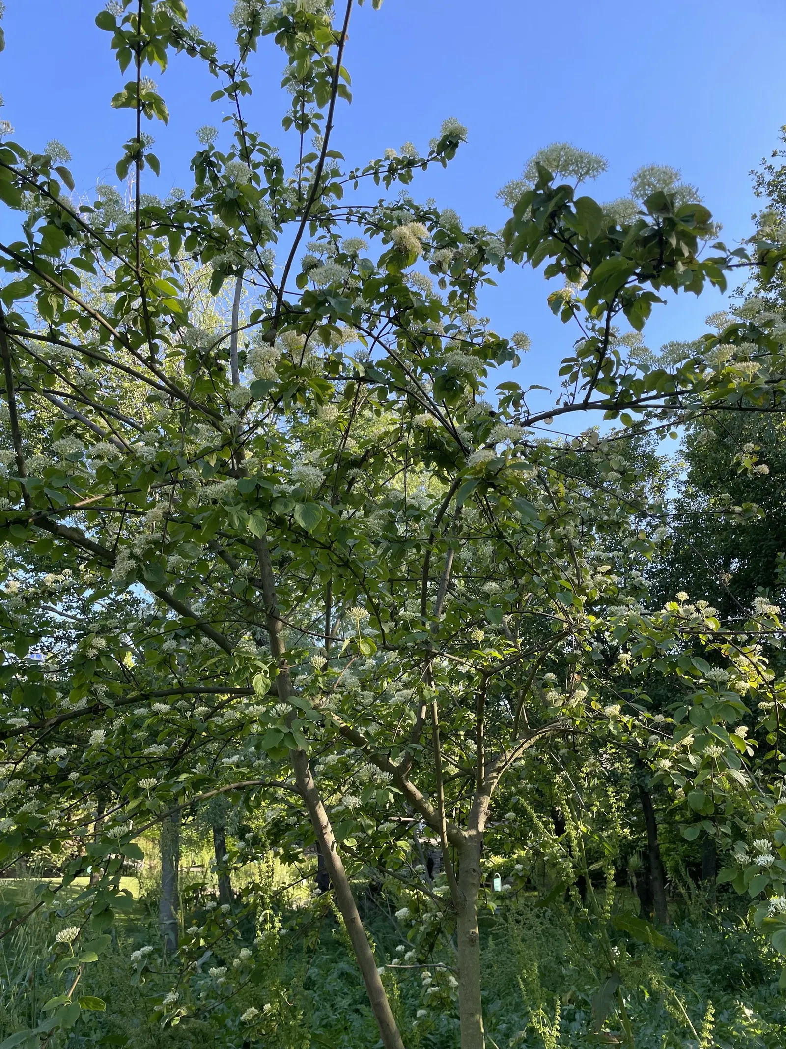 Redtwig Or Red-Osier, Creek Dogwood (Cornus sericea 'Baileyi') — preferring full sun to partial shade and moist; for optimal stem color and plant vigor