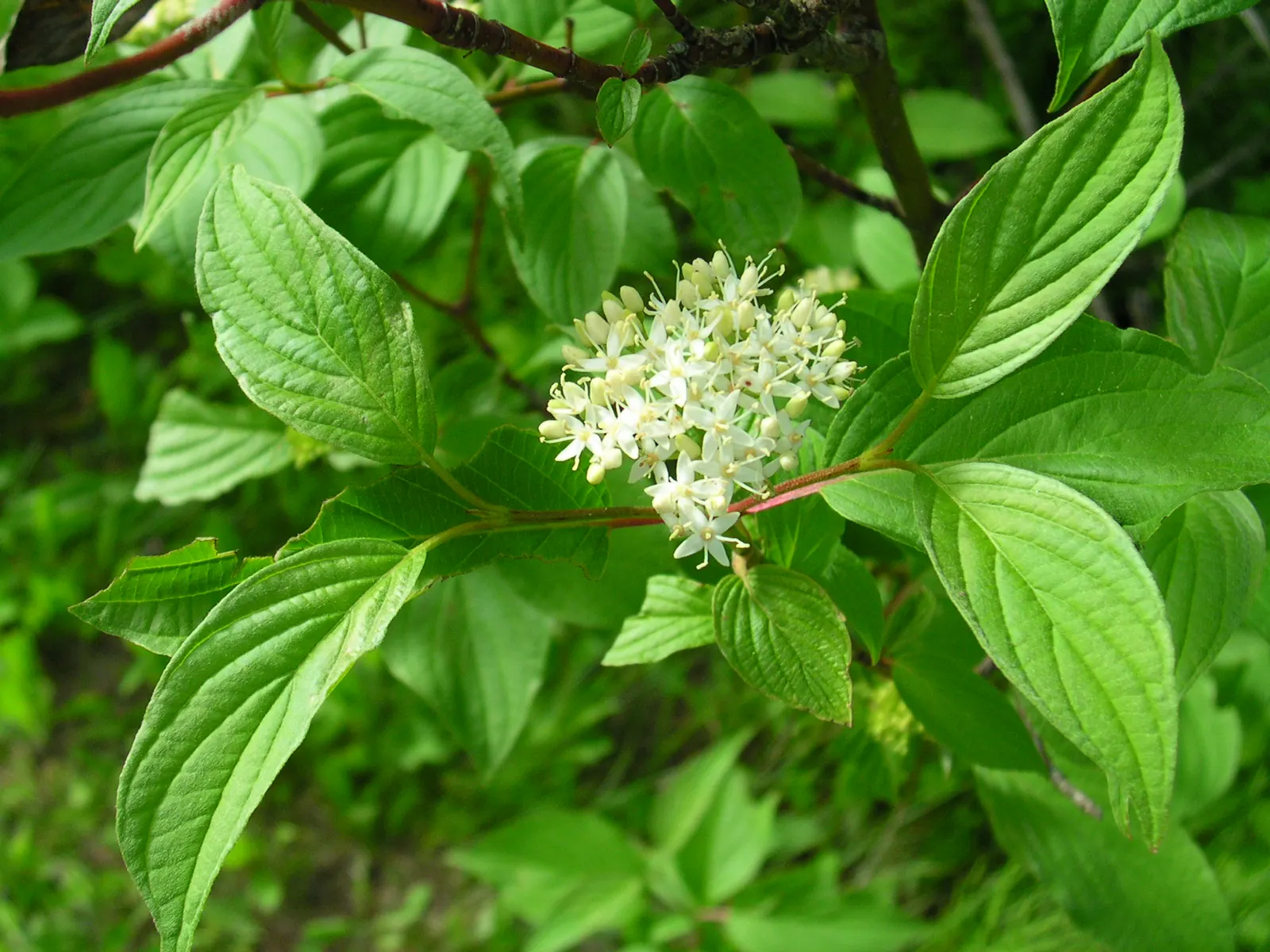 Redtwig Or Red-Osier, Creek Dogwood (Cornus sericea 'Baileyi') — it thrives in full sun to part shade and prefers moist