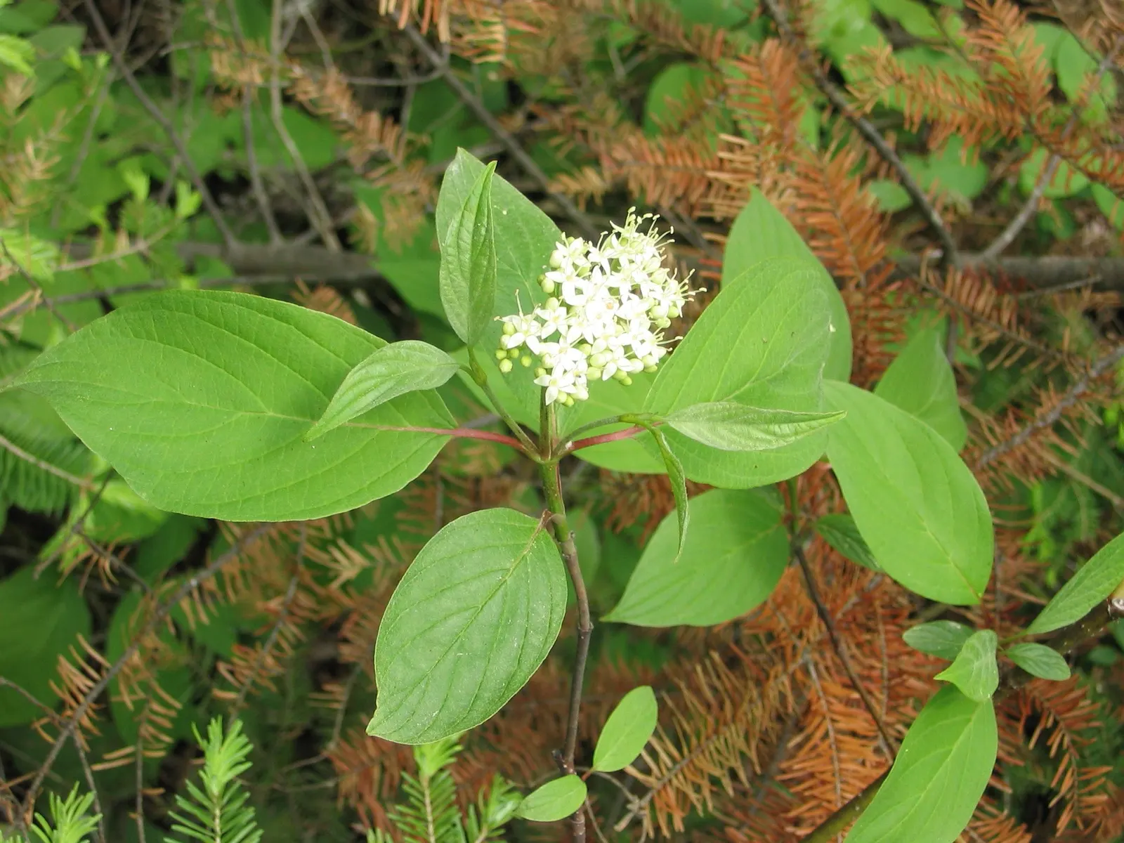 Redtwig Or Red-Osier, Creek Dogwood (Cornus sericea 'Baileyi') — adding a seasonal splash of color.<br><br>The 'Baileyi' is recognized for its, image 68