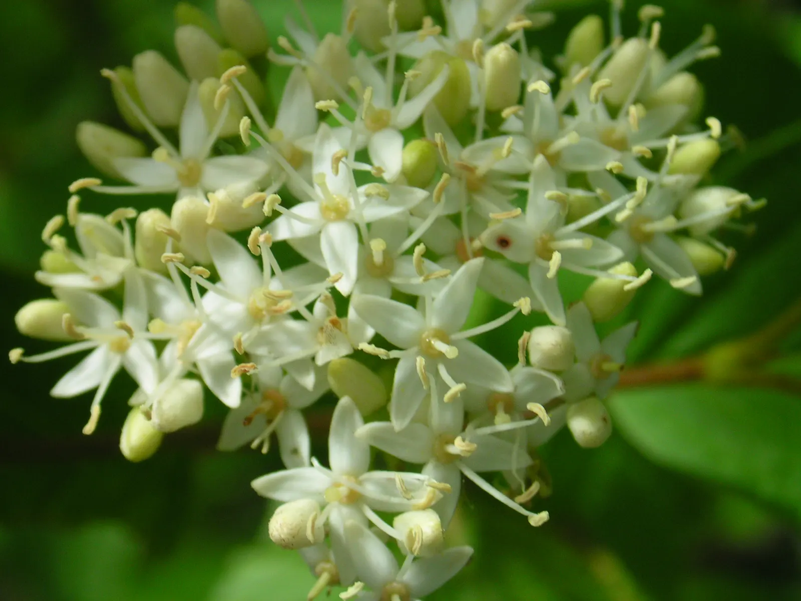 Redtwig Or Red-Osier, Creek Dogwood (Cornus sericea 'Baileyi') — it flaunts white spring blooms