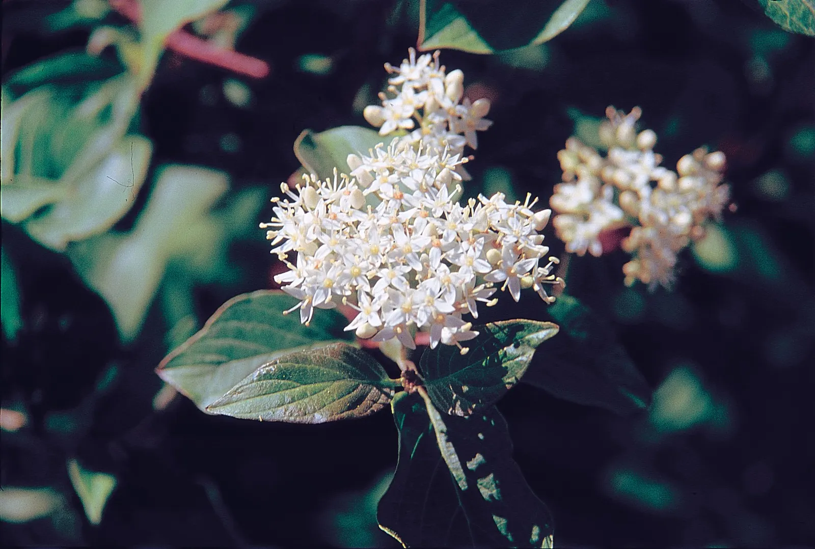 Redtwig Or Red-Osier, Creek Dogwood (Cornus sericea 'Baileyi') — which give way to bluish-white fruit attractive to birds and wildlife come late, image 67