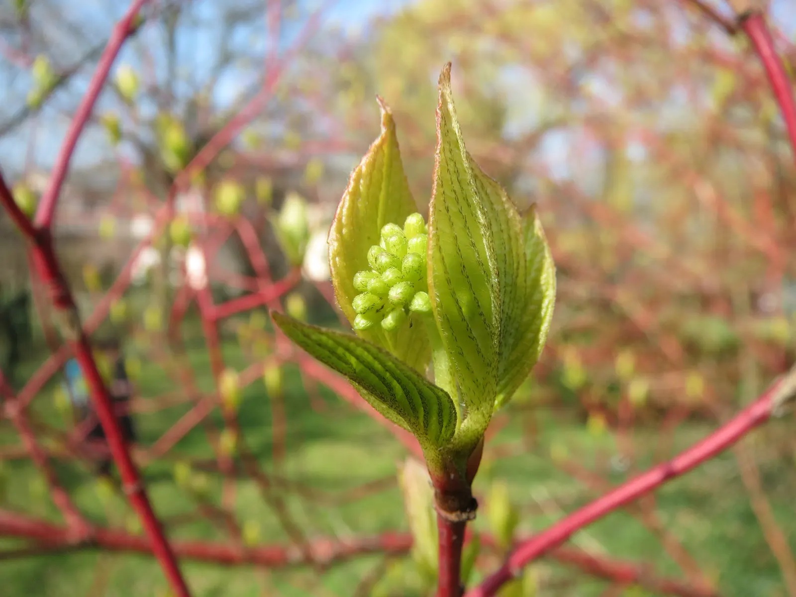 Redtwig Or Red-Osier, Creek Dogwood (Cornus sericea 'Baileyi') — followed by blue-white berries that attract wildlife; and a fall foliage of purplish-red