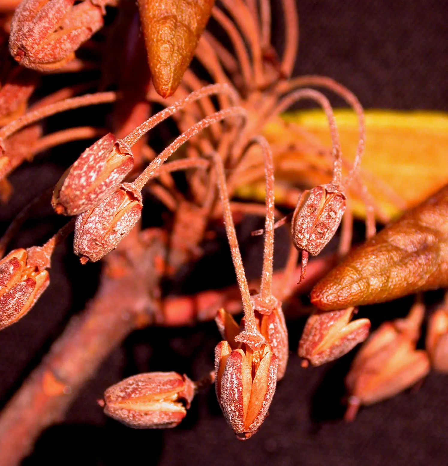 Labrador Tea (Rhododendron Groenlandicum) — Ideal for boggy areas or woodlands, it provides year-round interest and supports local wildlife; it is, image 75