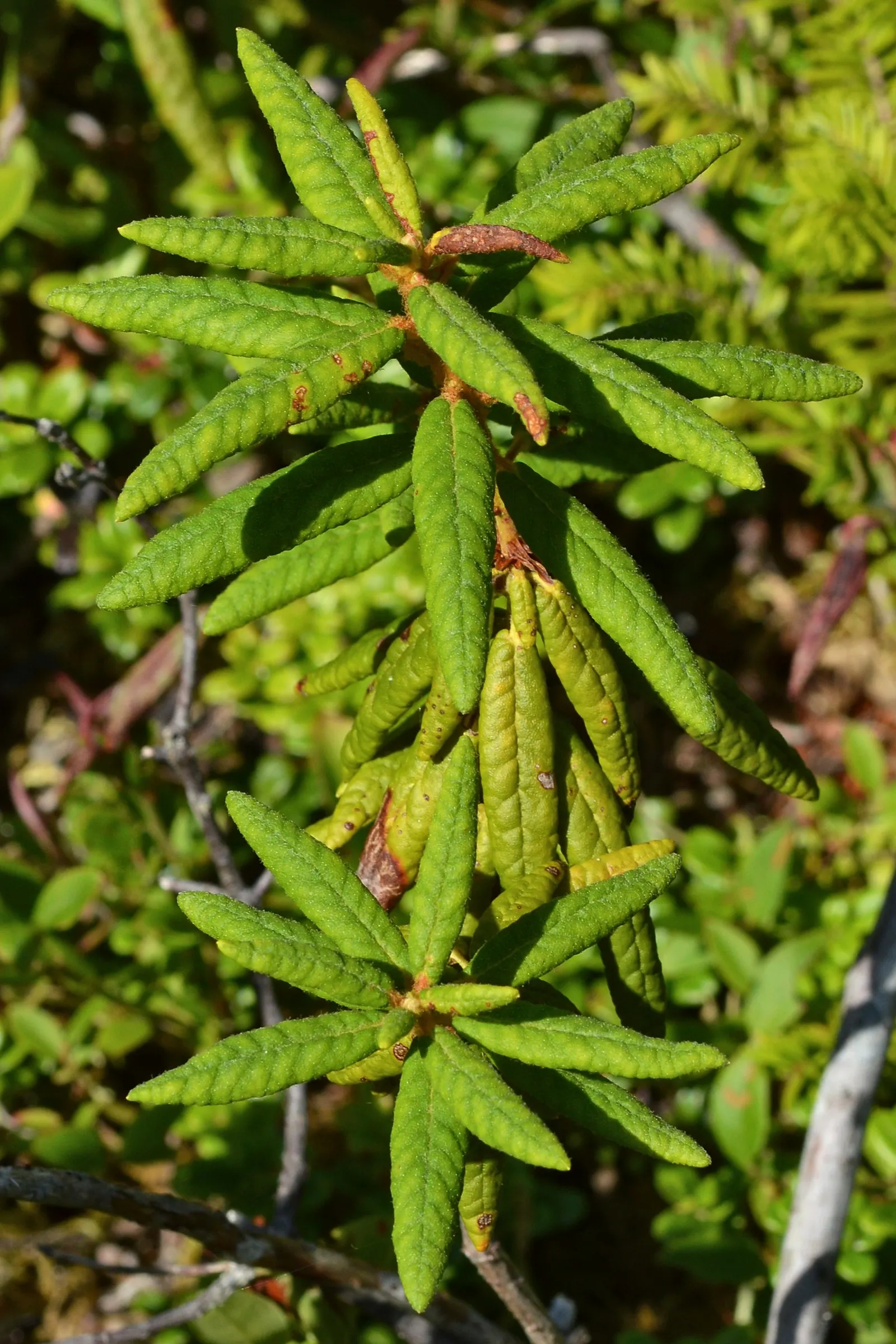 Labrador Tea (Rhododendron Groenlandicum) — It is well-suited for zone 2 to zone 6 landscapes.<br><br>Labrador Tea is notable for its rustic appeal; and