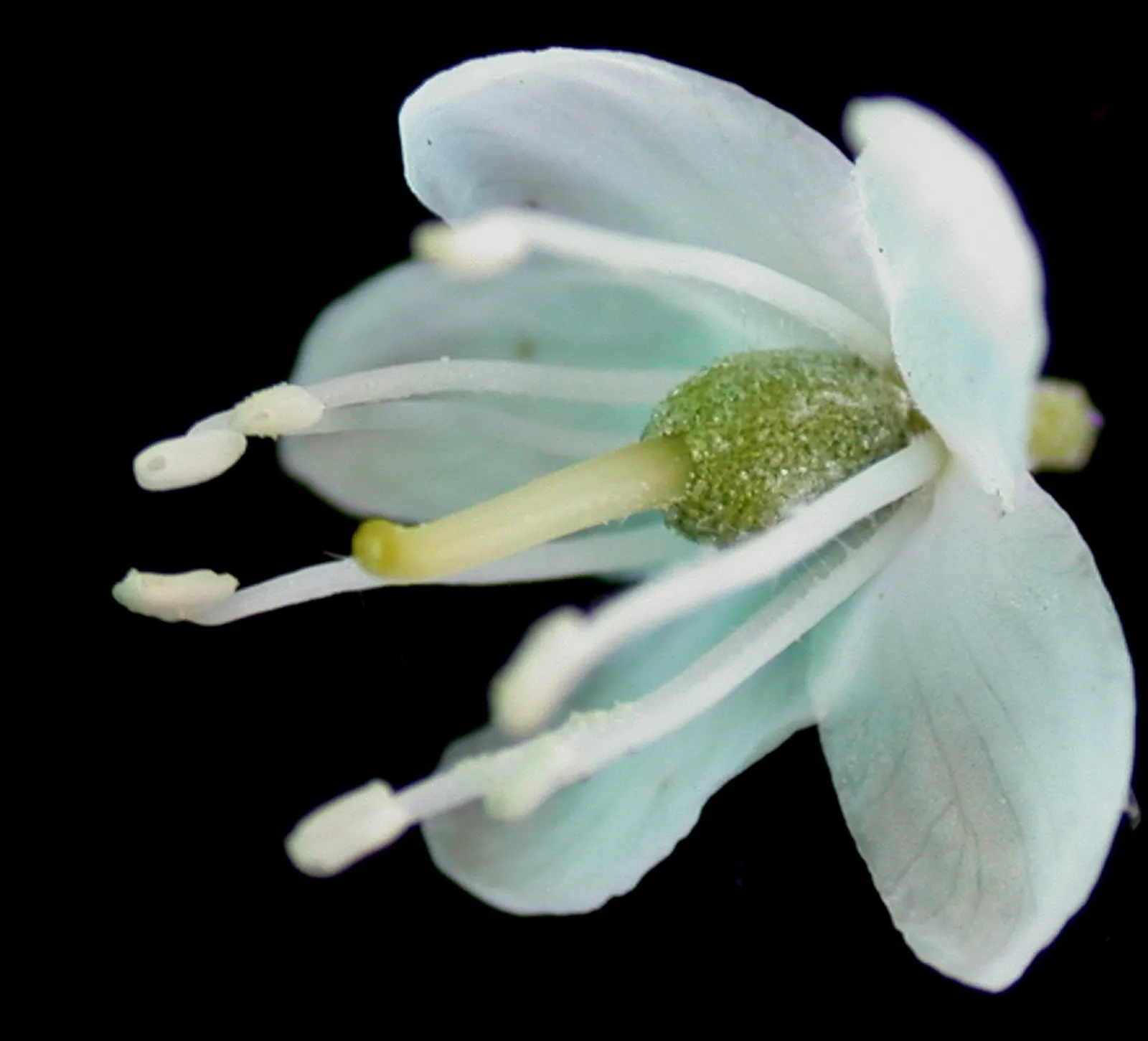 Labrador Tea (Rhododendron Groenlandicum) — or sandy soils and requires a location with full to partial sun exposure