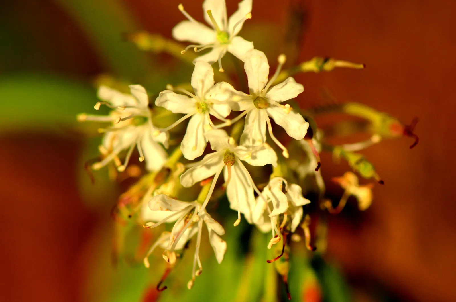Labrador Tea (Rhododendron Groenlandicum) — it is a slow grower that provides year-round interest in your garden.<br><br>The plant flaunts, image 103