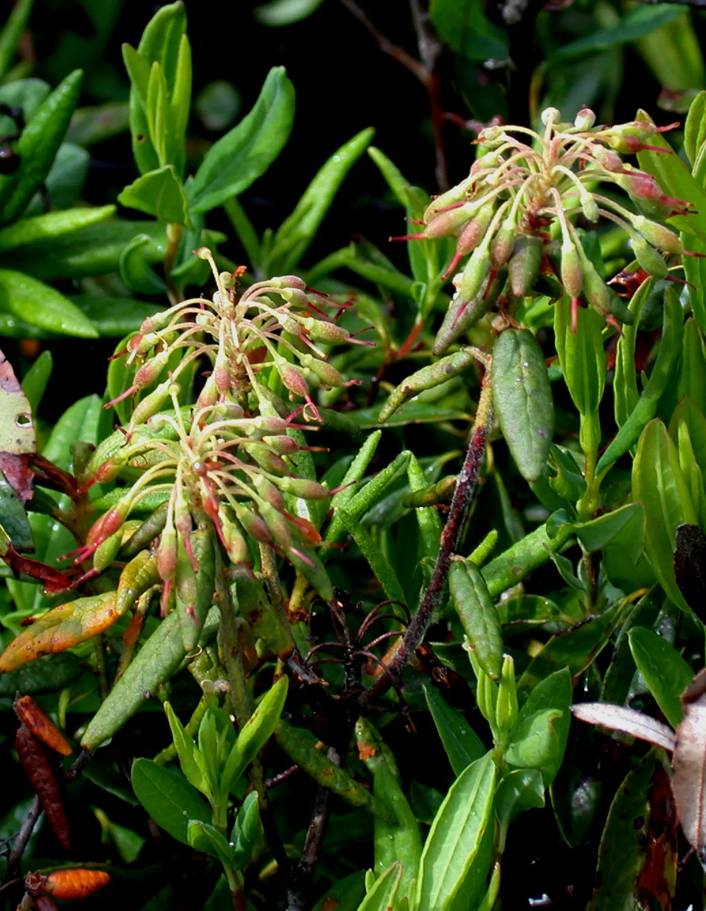 Labrador Tea (Rhododendron Groenlandicum) — I can provide a description of Rhododendron groenlandicum; shrub for half or shade, image 99