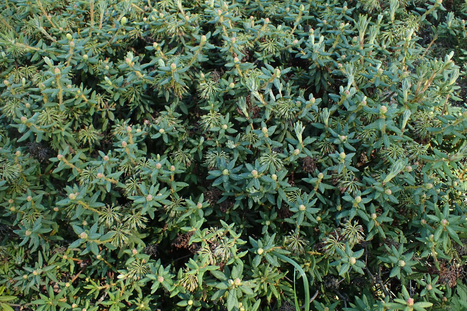 Labrador Tea (Rhododendron Groenlandicum) — it is a slow grower that provides year-round interest in your garden.<br><br>The plant flaunts, image 80