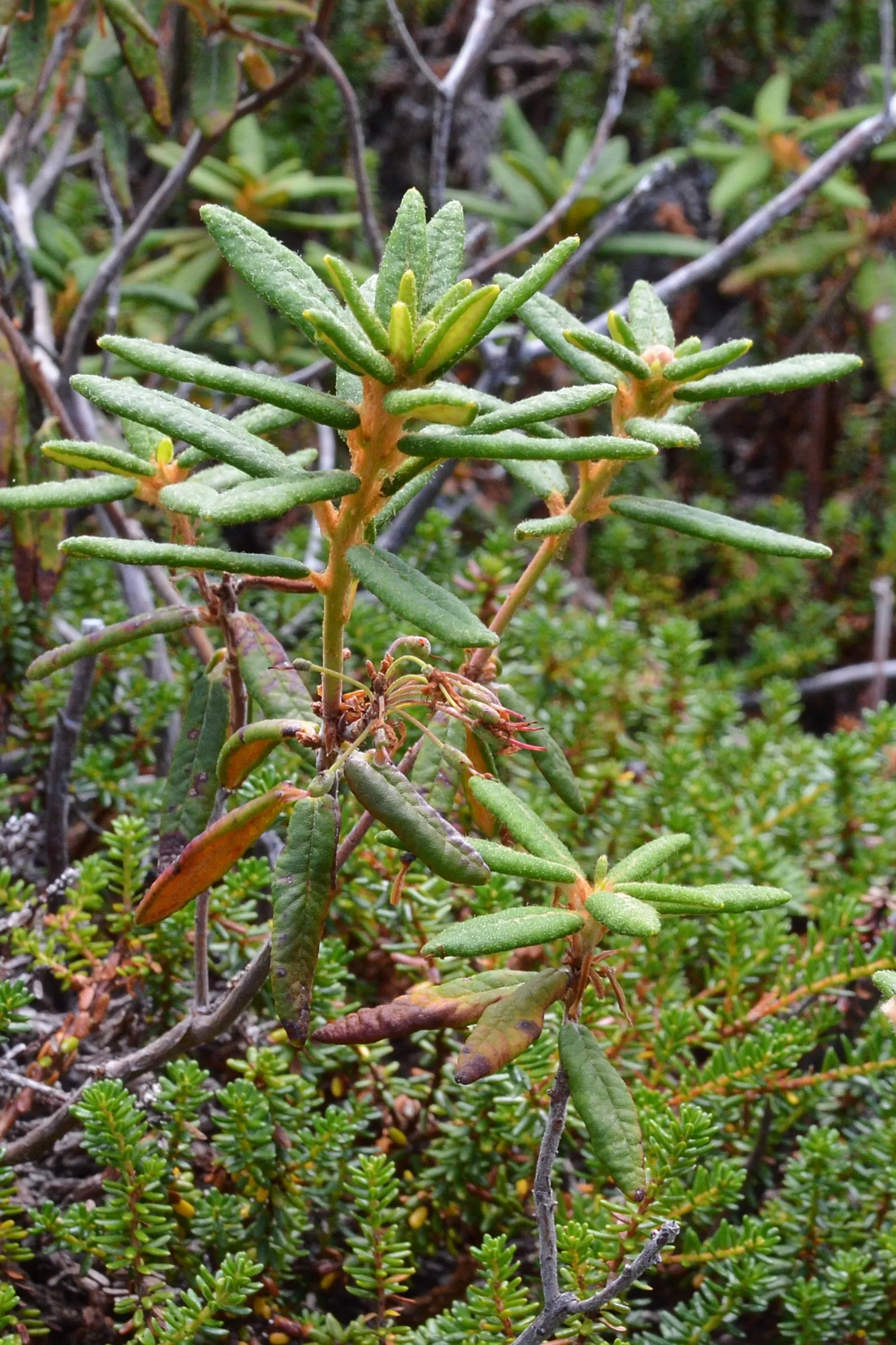Labrador Tea (Rhododendron Groenlandicum) — it also provides habitat and food for local fauna