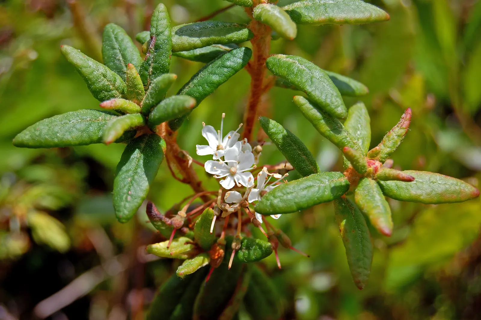 Labrador Tea (Rhododendron Groenlandicum) — and besides its aesthetic contributions; labrador Tea (Rhododendron groenlandicum) is a North American, image 86