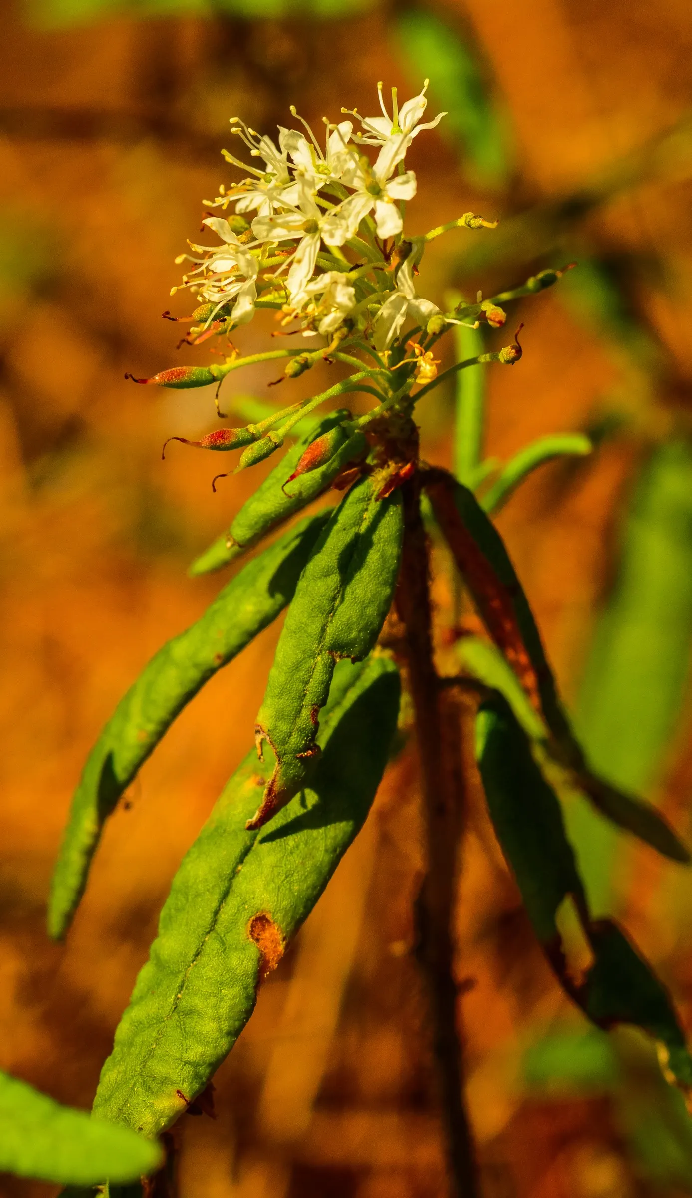 Labrador Tea (Rhododendron Groenlandicum) — Its leathery, dark green leaves, up to 2 inches long, exude a distinct aroma