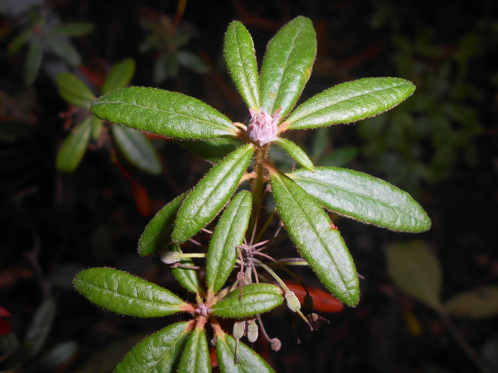 Labrador Tea (Rhododendron Groenlandicum) — dark green leaves which are notably aromatic when crushed; they measure about 1 to 2 inches in length, image 127