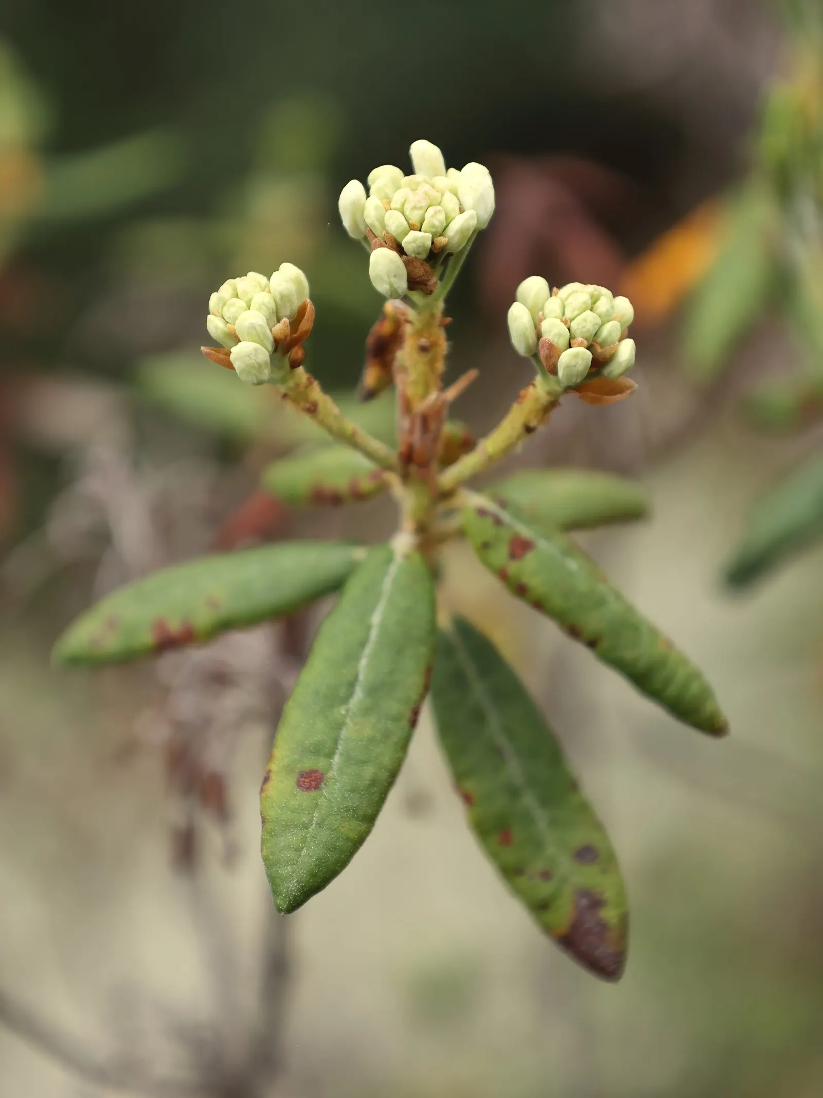 Labrador Tea (Rhododendron Groenlandicum) — shrub with white blooms