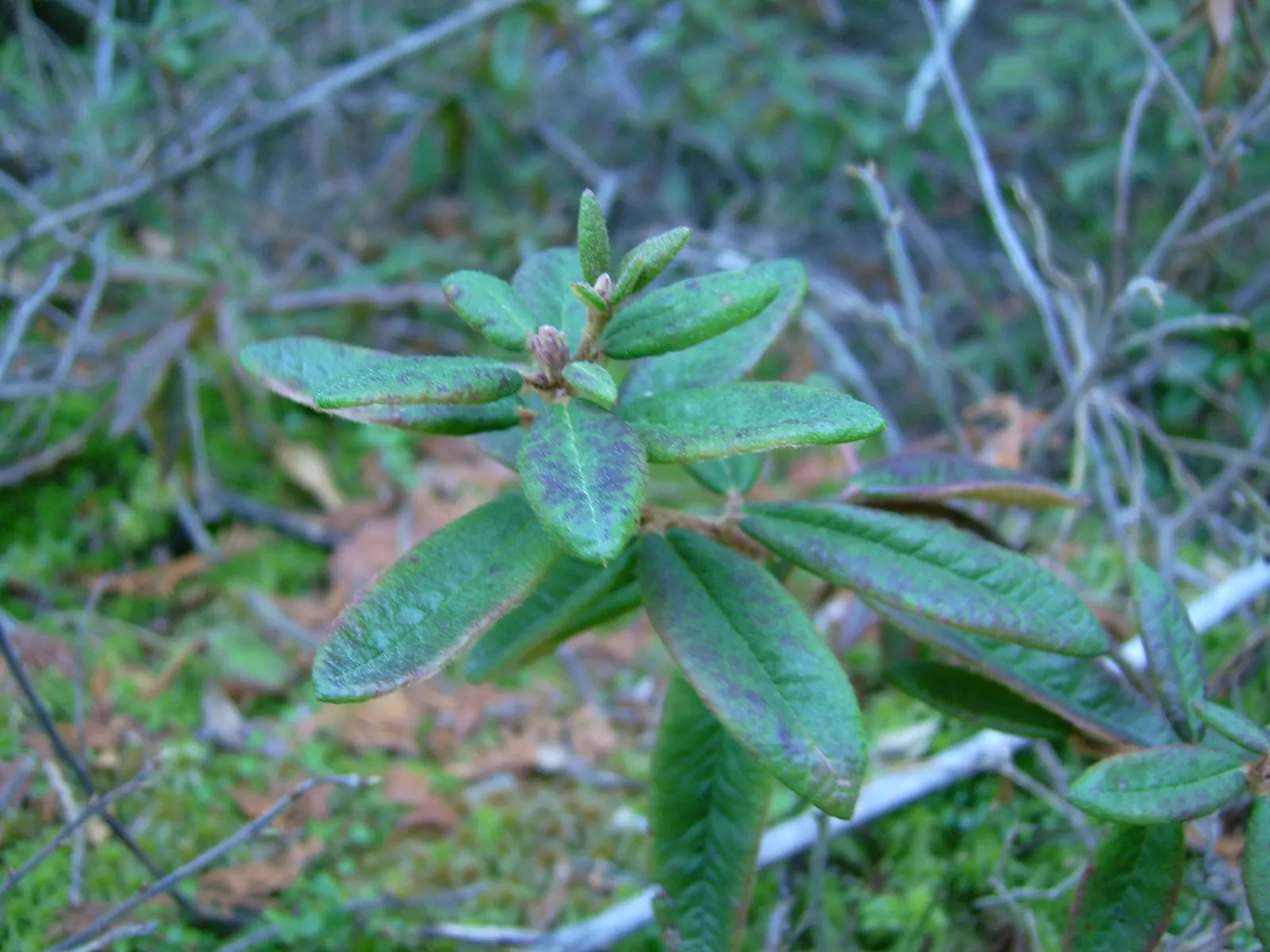 Labrador Tea (Rhododendron Groenlandicum) — shrub for half or shade; creating a place rich in both beauty and history, image 115