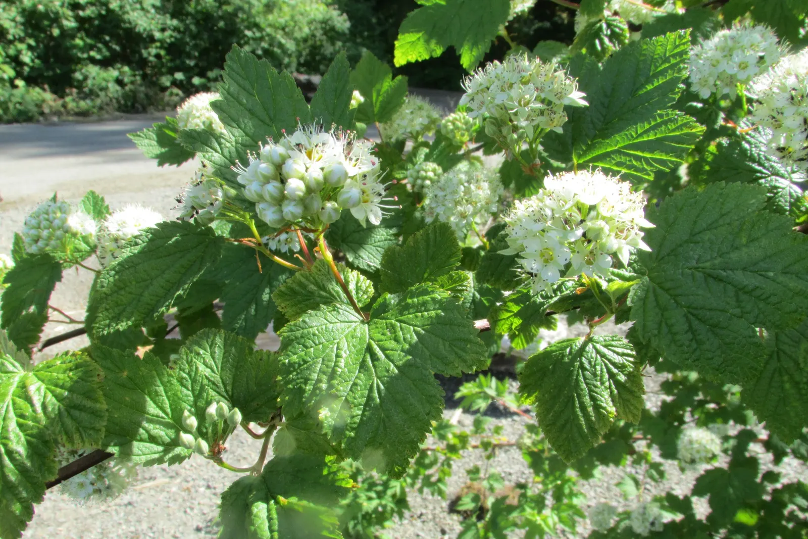 Labrador Tea (Rhododendron Groenlandicum) — dark green leaves which are notably aromatic when crushed; they measure about 1 to 2 inches in length, image 35