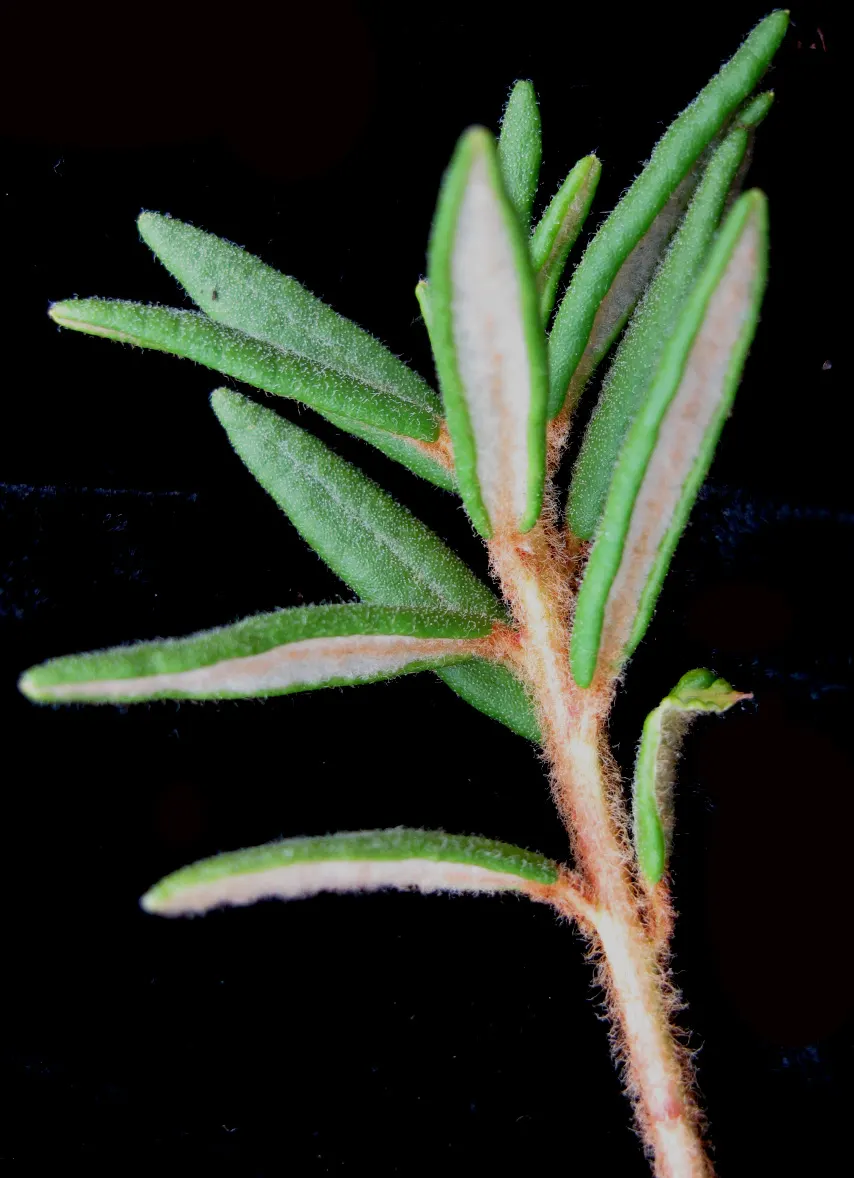 Labrador Tea (Rhododendron Groenlandicum) — creating a place rich in both beauty and history; shrub with white blooms, image 89