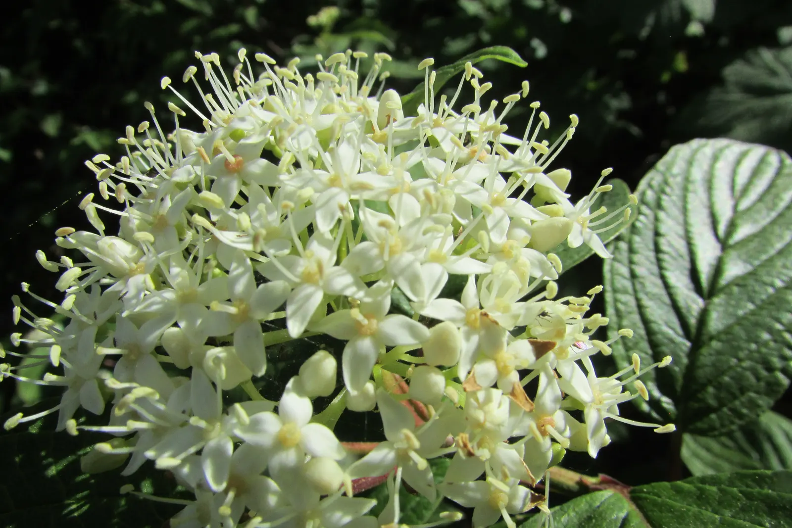 Labrador Tea (Rhododendron Groenlandicum) — evergreen shrub indigenous to the bogs and wetlands of Northern North America; or sandy soils and, image 55