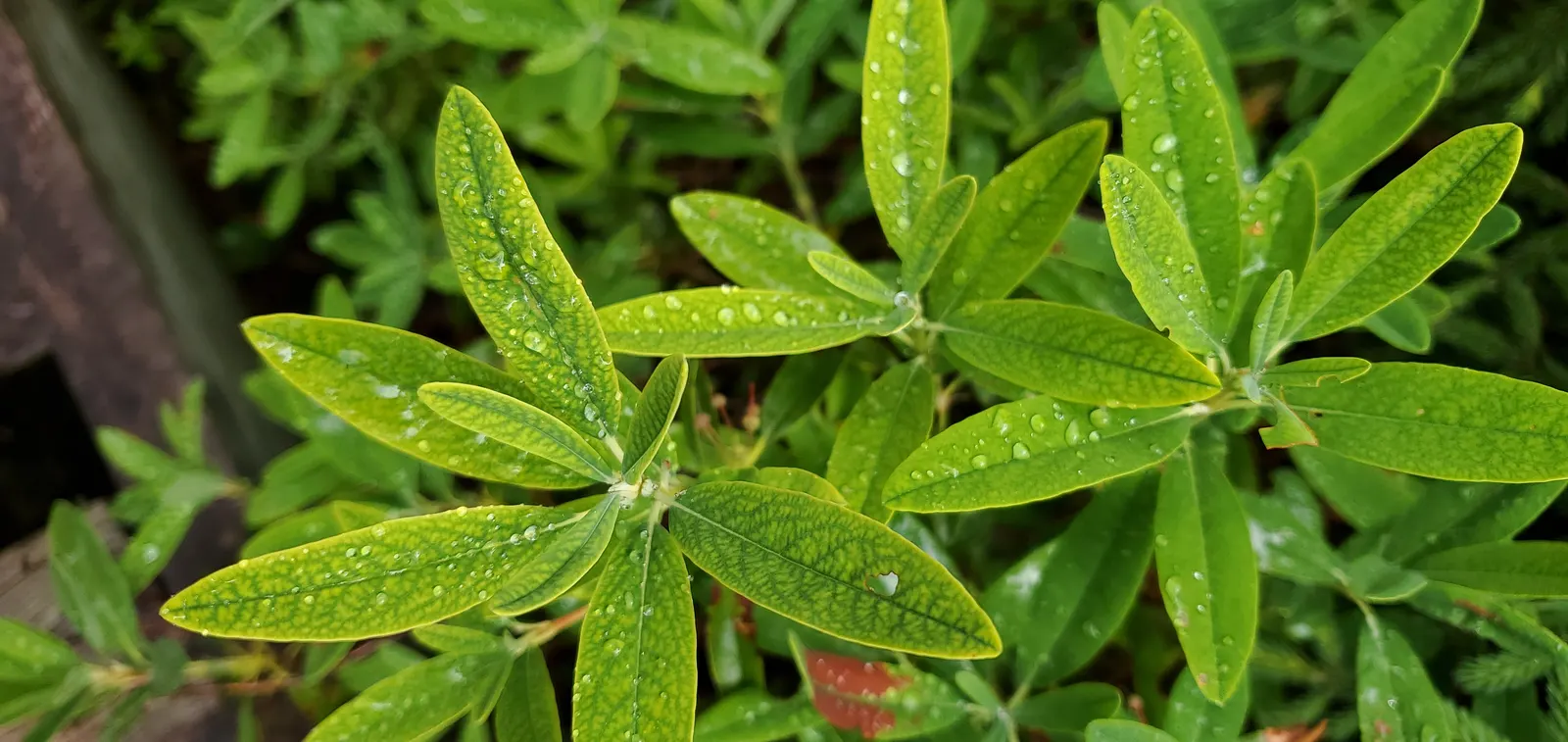 Labrador Tea (Rhododendron Groenlandicum) — shrub for half or shade; creating a place rich in both beauty and history, image 69